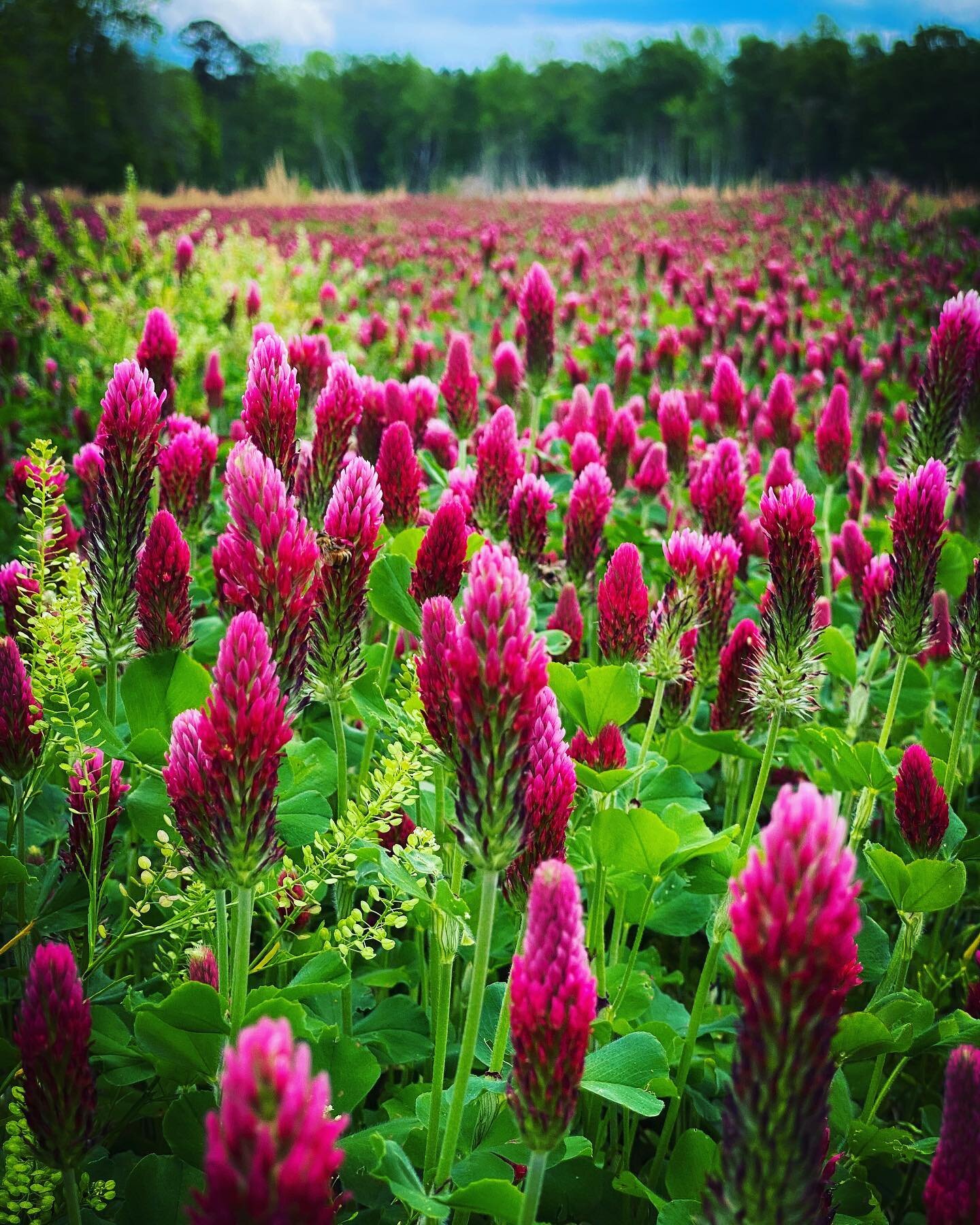 Every days Earth-day here at #microledonfarm. Hope you guys are taking the time to stop, look up from your phone and appreciate all its glory. She&rsquo;s one of a kind. 
.
.
.
#earthlover #regenerativefarming #redclover #devinedesign #myrtlebeachsc 