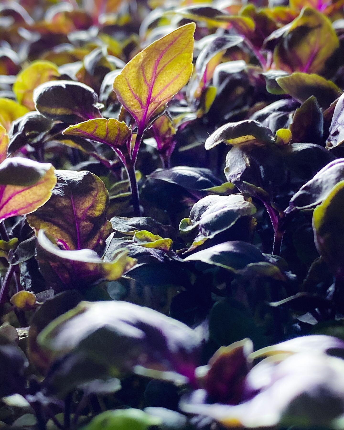 Inner beauty always stands out. 
.
Beautiful how the light shines through this leaf, bringing out the pretty purple within the vein of this striking micro opal basil. We&rsquo;re so blessed to share this beauty with you all. Your love and support is 