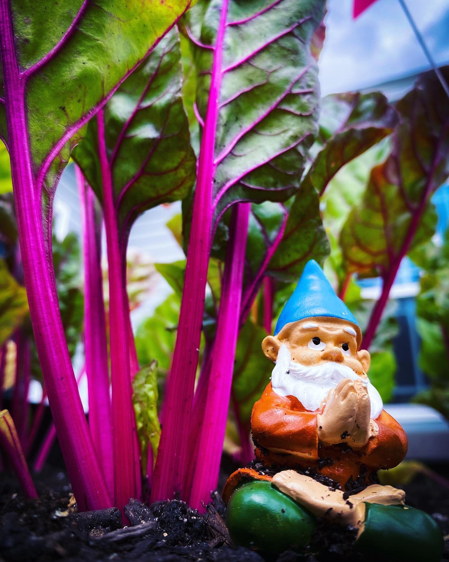 We give thanks everyday for the blessing of you all who support us ❤️ Even our little gnome in the garden 😊. 
.
The farm is cranking and making some awesome moves toward being a bigger supporting pillar to our community of The Grand Strand. We could