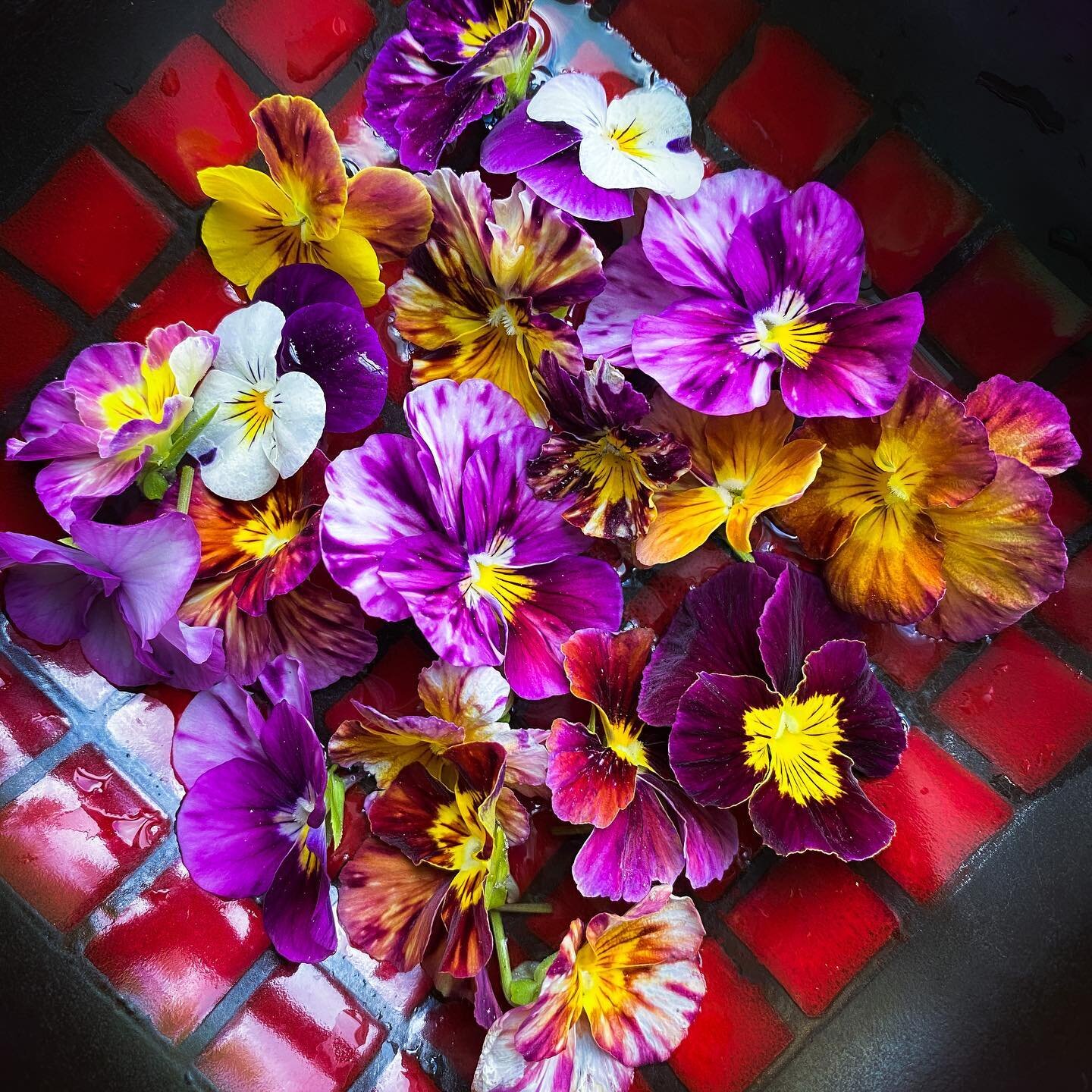 They&rsquo;re so pretty, I don&rsquo;t want to eat it 😍. 
.
These edible flowers were harvested earlier this morning in our little utopia. Well, nothing is a true Utopia. We have our fair share of imperfections and issues from time to time. Hey, ano