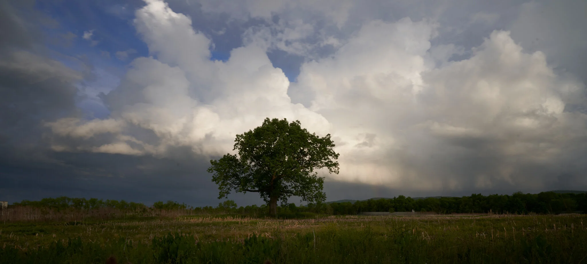 Lone Tree Chemung NY