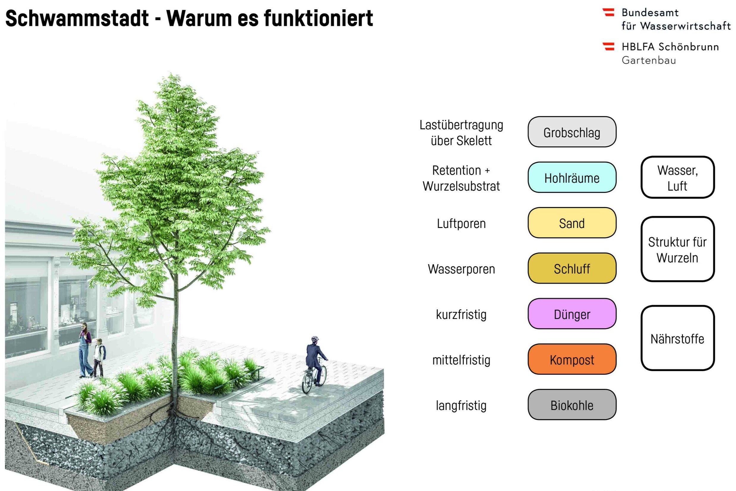 das Schwammstadt-Prinzip für Bäume