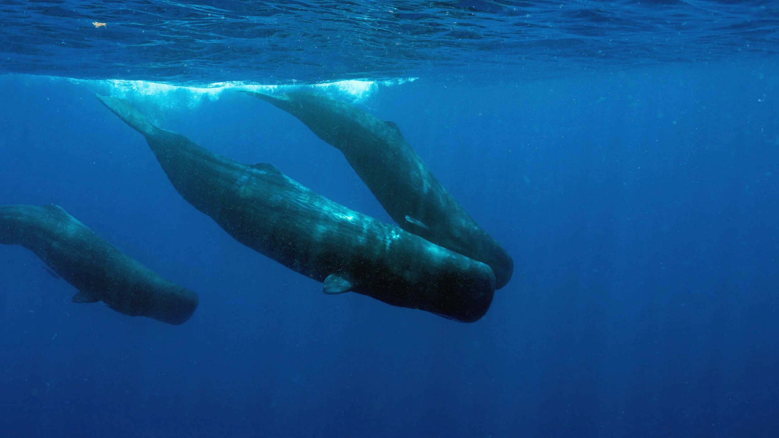 Swimming with Sperm Whales (Double Occupancy) - Saint Vincent
