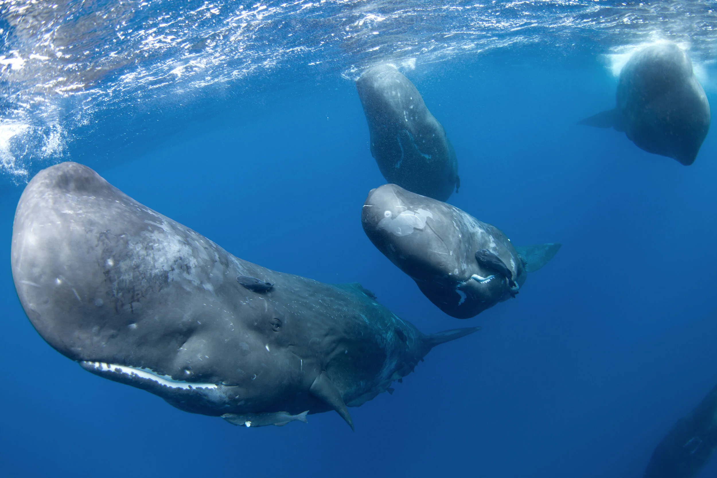 Swimming with Sperm Whales (Single Occupancy)- Saint Vincent