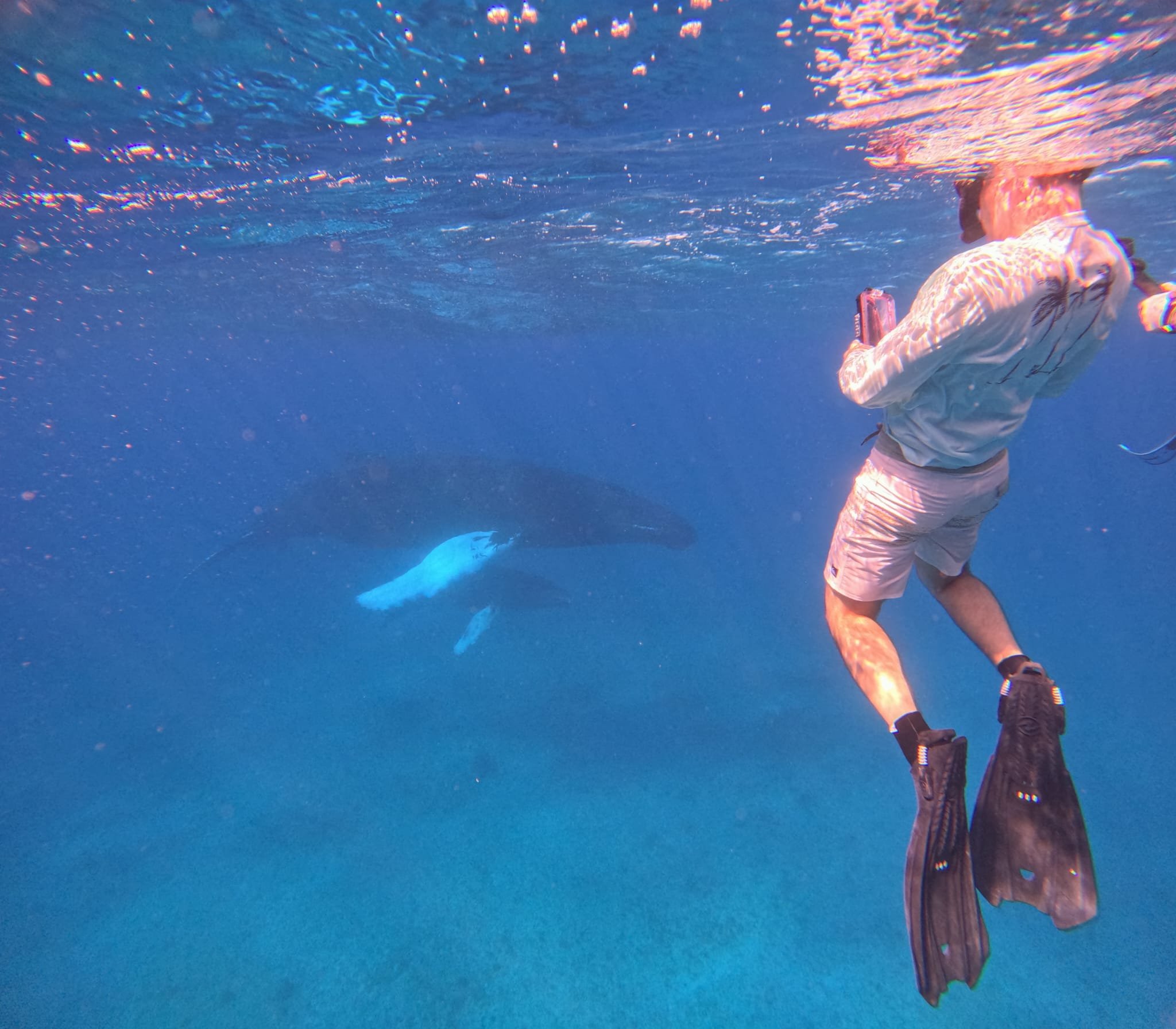 Turks & Caicos Humpback Whales Swim (single occupancy)
