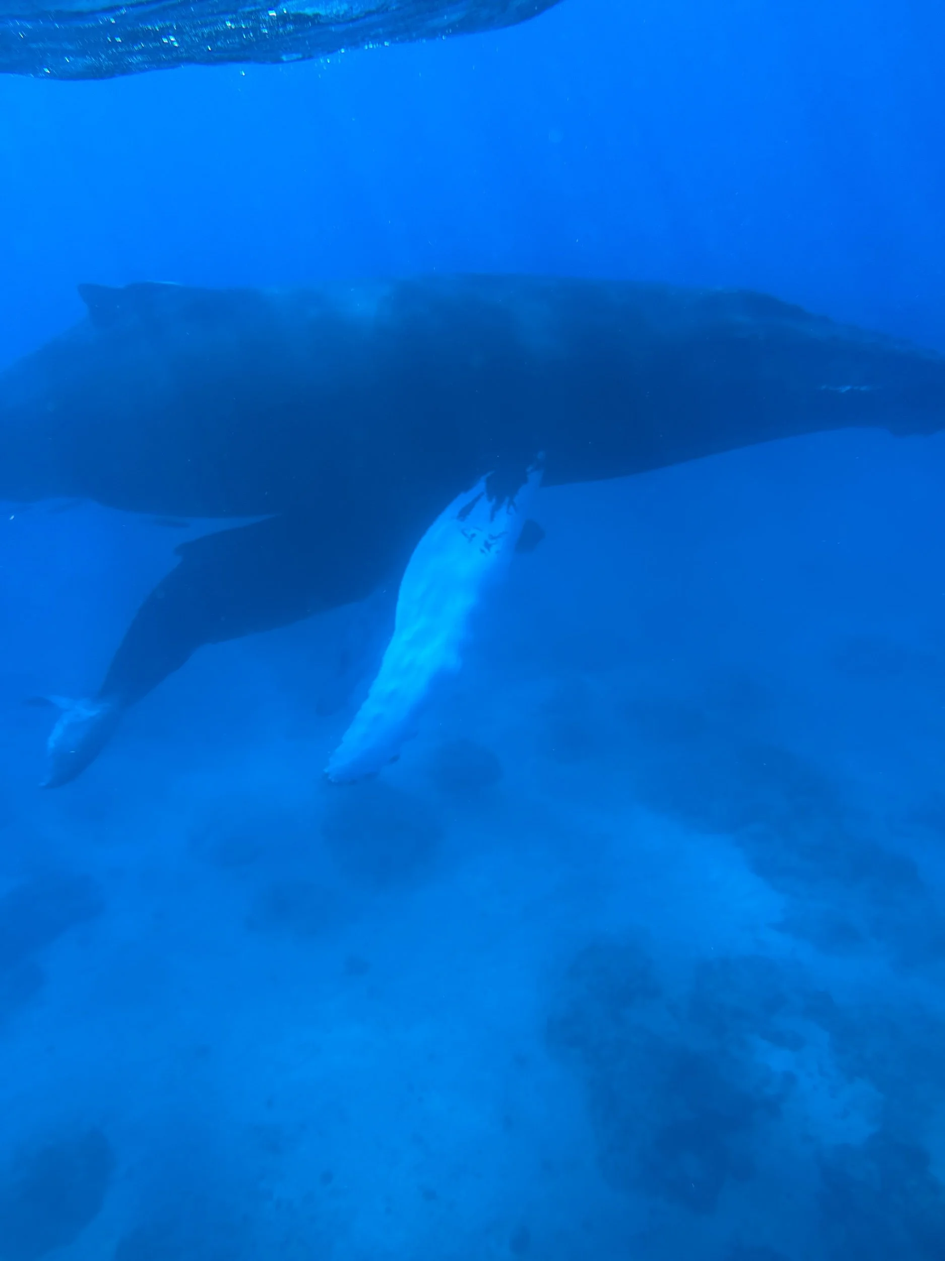 Turks & Caicos Humpback Swim (double occupancy)