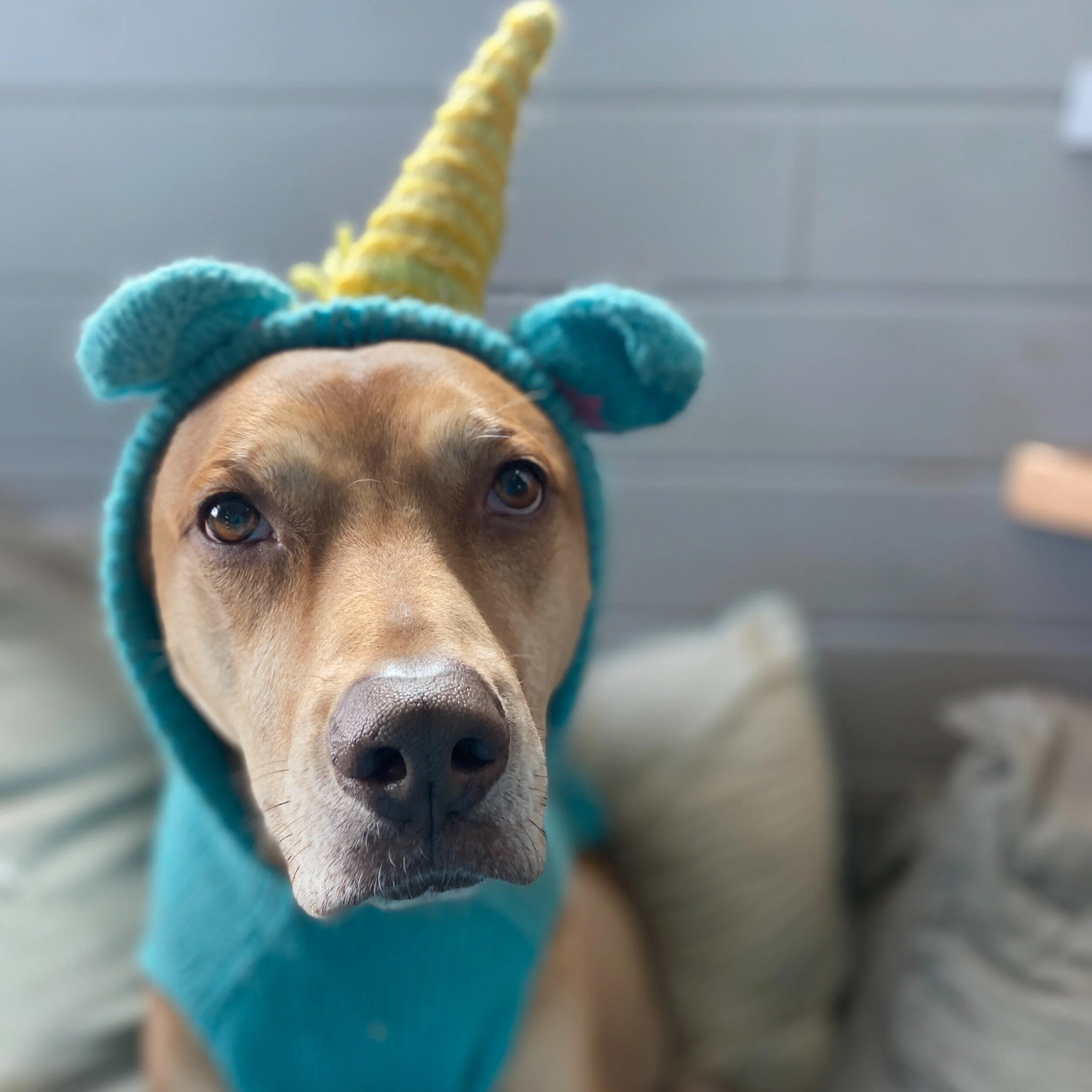 Dog wearing a costume with a yellow unicorn horn, blue ears, and a blue hoodie.