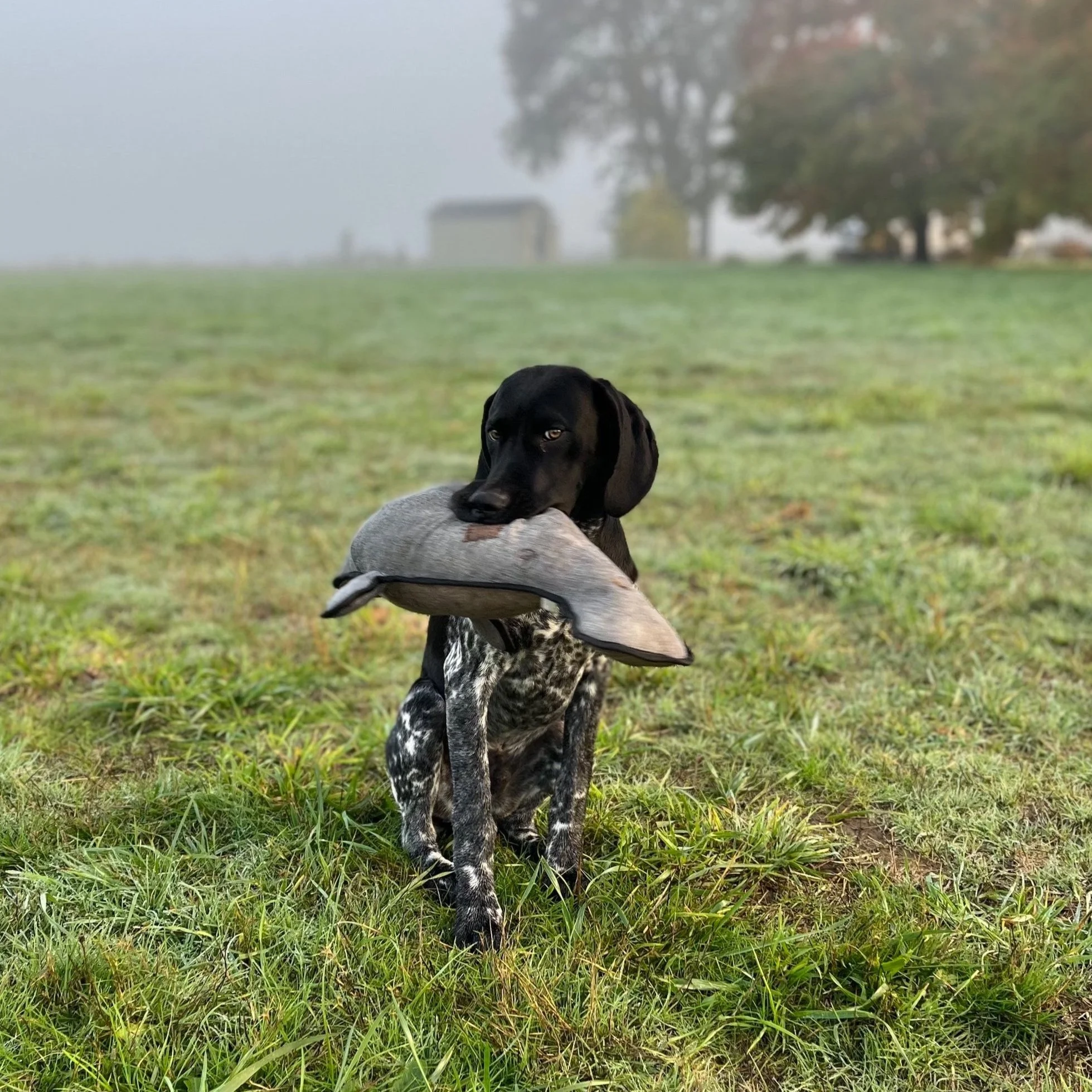 A black and white spotted dog sitting on grass while holding a gray and black duck decoy in its mouth. The background features a foggy field, trees, and a small building.