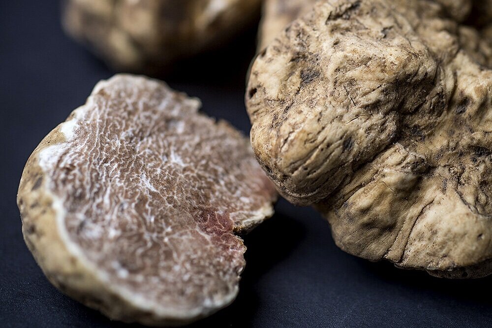 Quelles sont les différentes variétés de truffe? — Artisan de la truffe