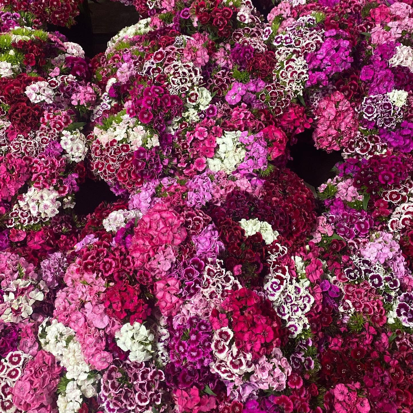 This week we are offering Fresh Cut Sweet William. 
Retail: @grownyc McCarron Park &amp; Tribecca 
Farm Pick Up available! Visit our website for more info! 
#njflowers #njflowerfarmer #freshcutflowers #sweetwilliam #njfarms #flowerstagram #sweetwilli