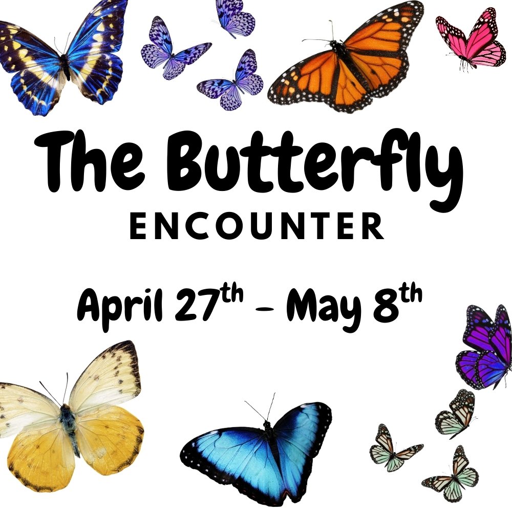 Butterfly Encounter.jpg
