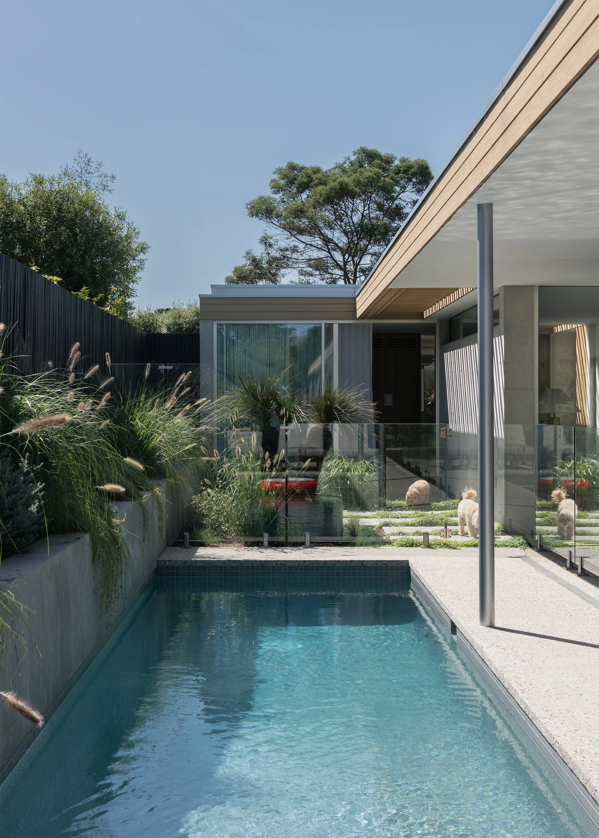 Swimming pool and landscaped garden enclosed by the low horizontal pavilions of Megowan Architectural’s Mornington home.