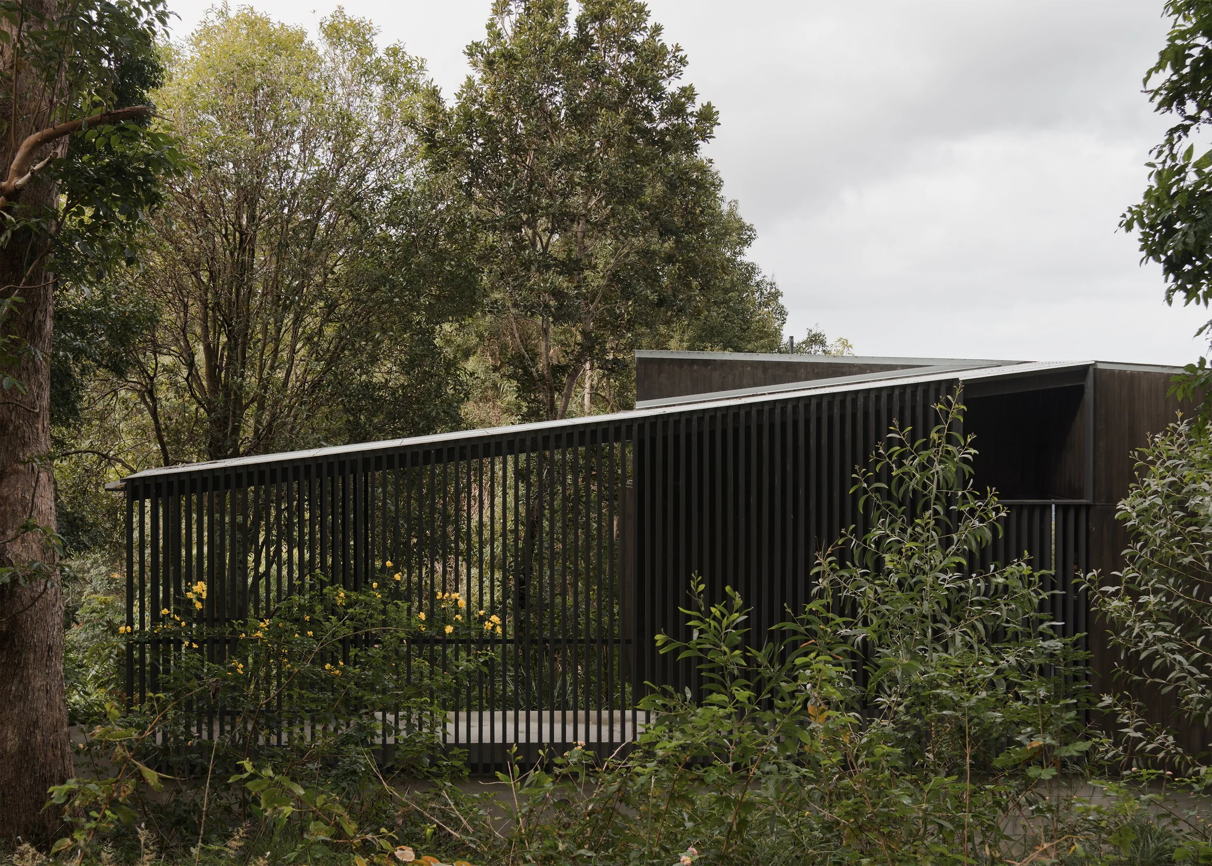 Long black batten screen wrapping Tallowwood Cabin and allowing the elevated home to recede into the dense hinterland vegetation.