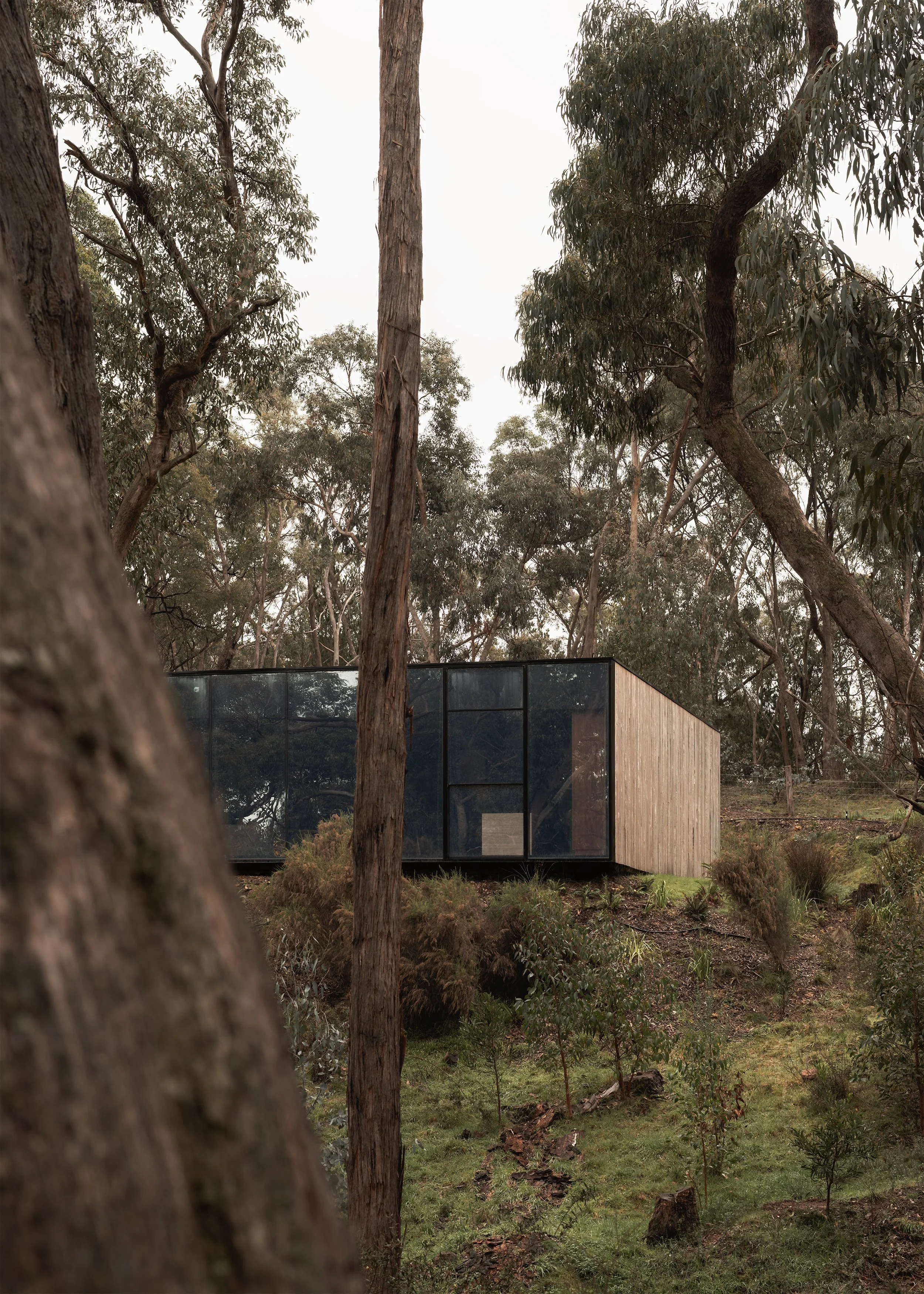 Compact glazed and timber form of Matchbox viewed between tree trunks on the sloping site.