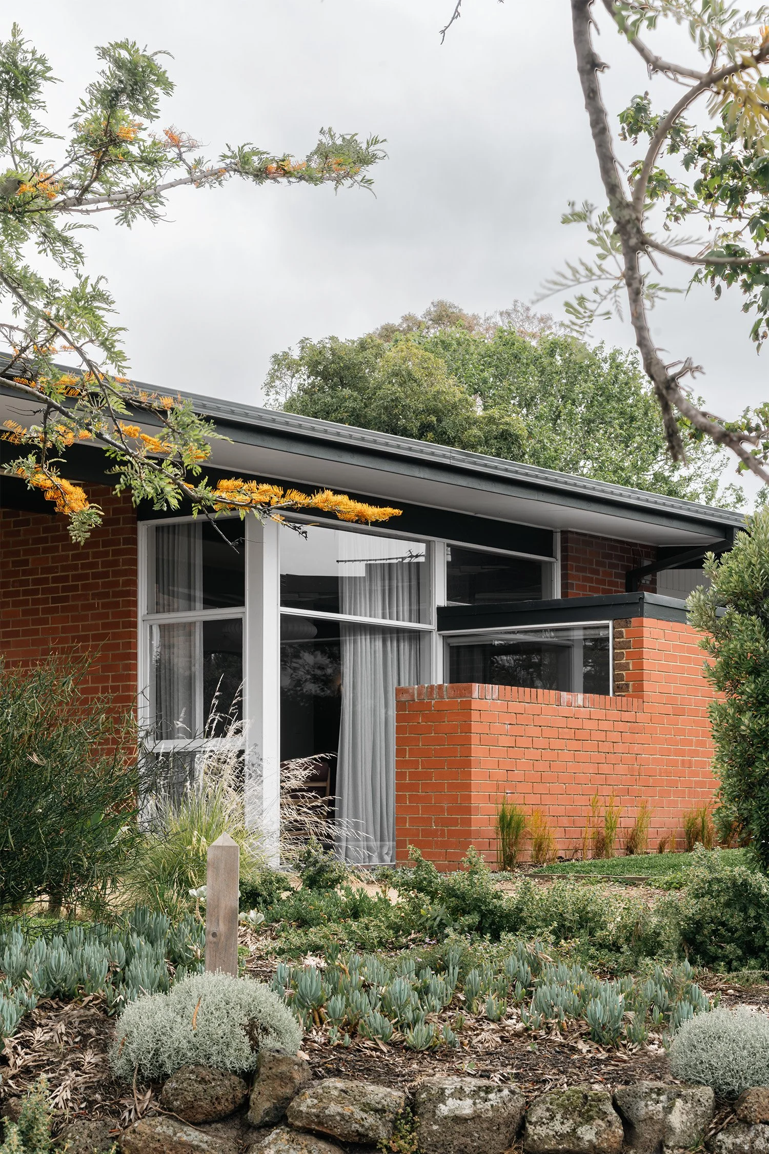 Mid century modern facade with white-framed corner windows, a red brick privacy wall and low garden planting in Frankston.