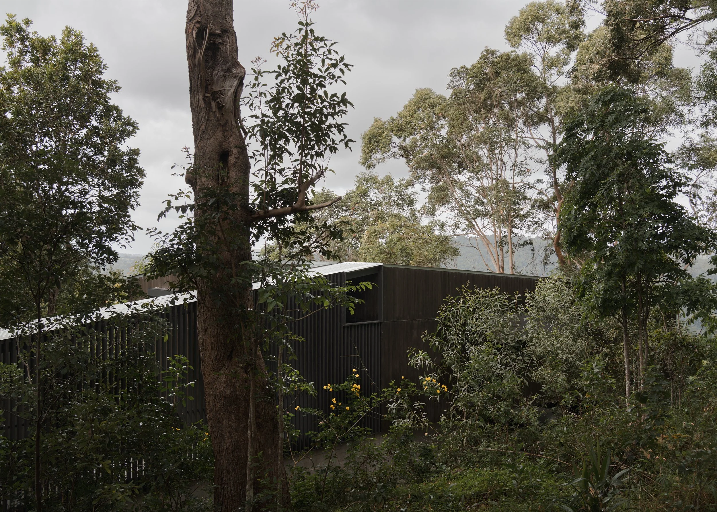 Tallowwood Cabin by Gold Coast architects Fouche Architects receding into dense Gold Coast hinterland vegetation, with its dark exterior shaped around existing trees and protected canopy.