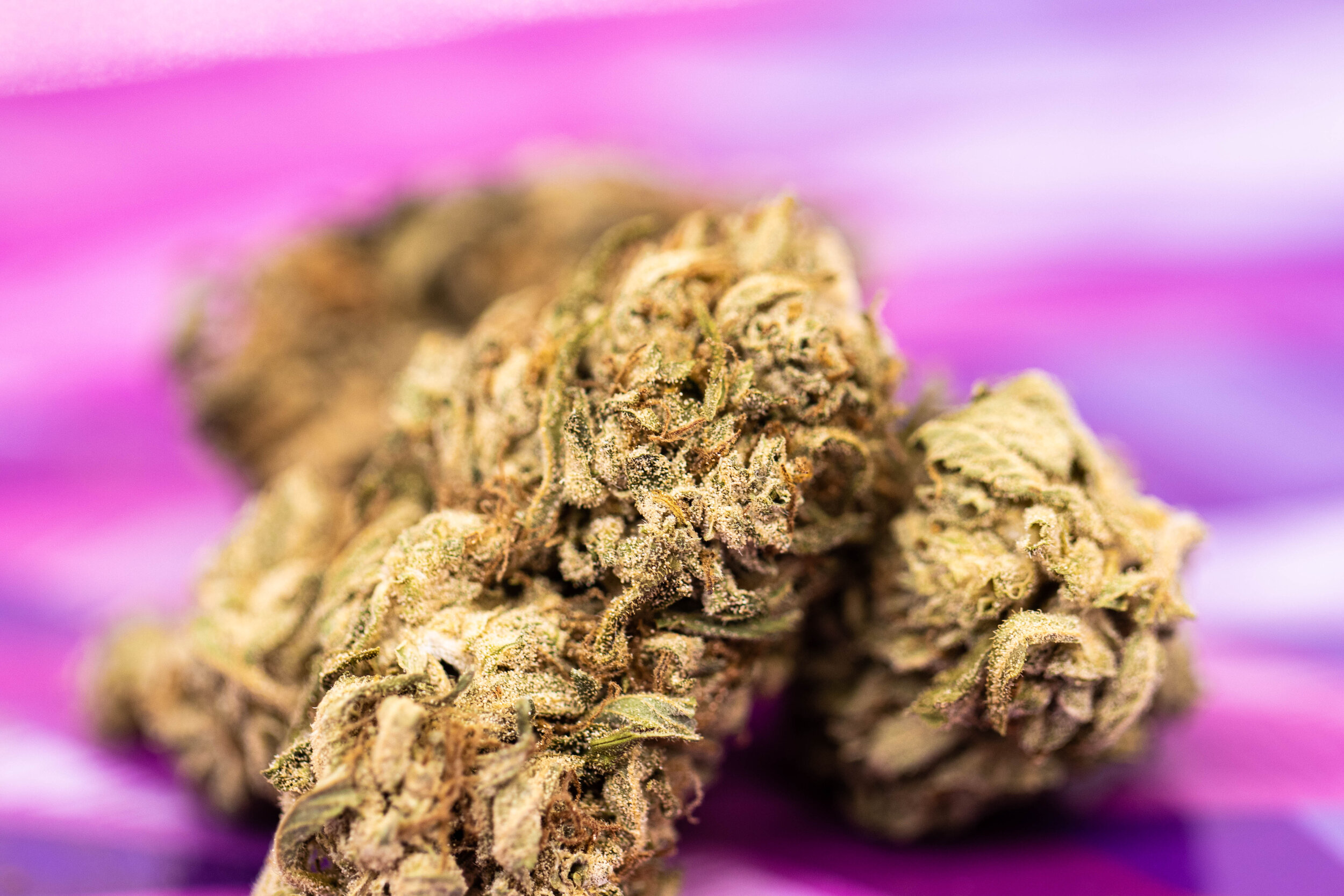 bud close up-1.jpg