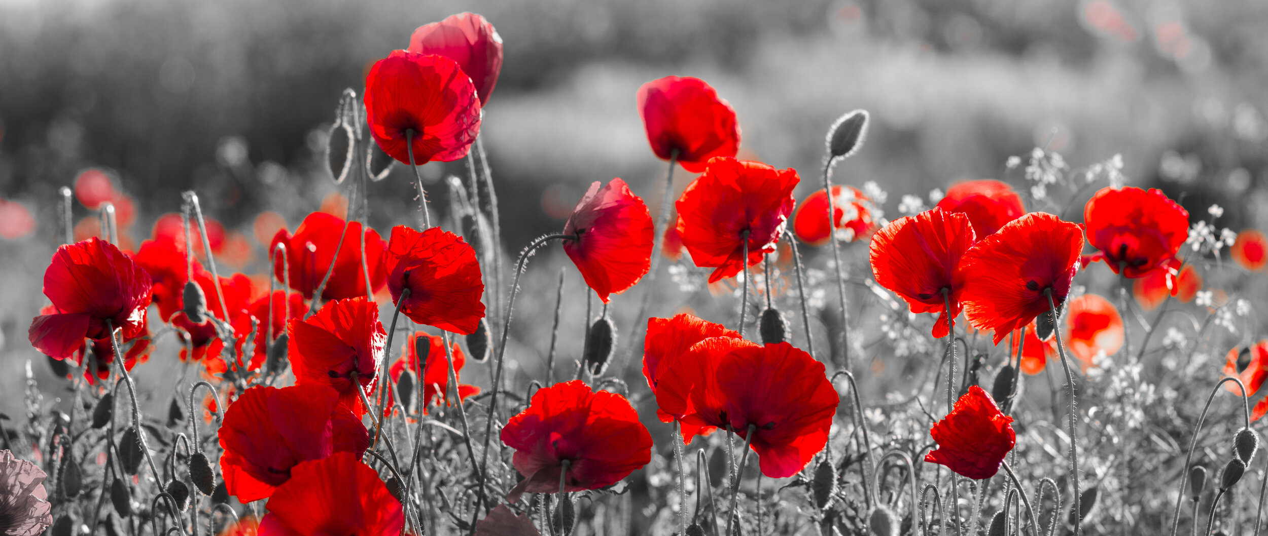 National Poppy Day 2023: What the red flower represents