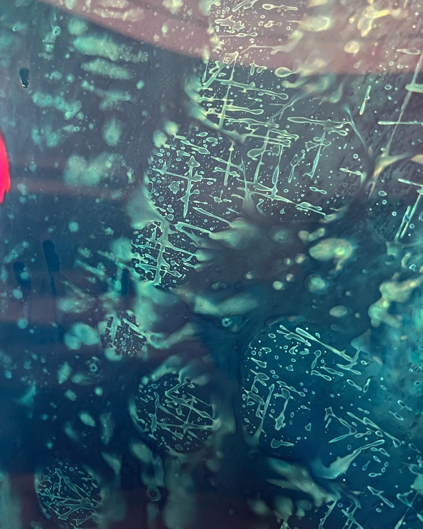 brendan_barry_flowers_camera_obscura_22.jpg