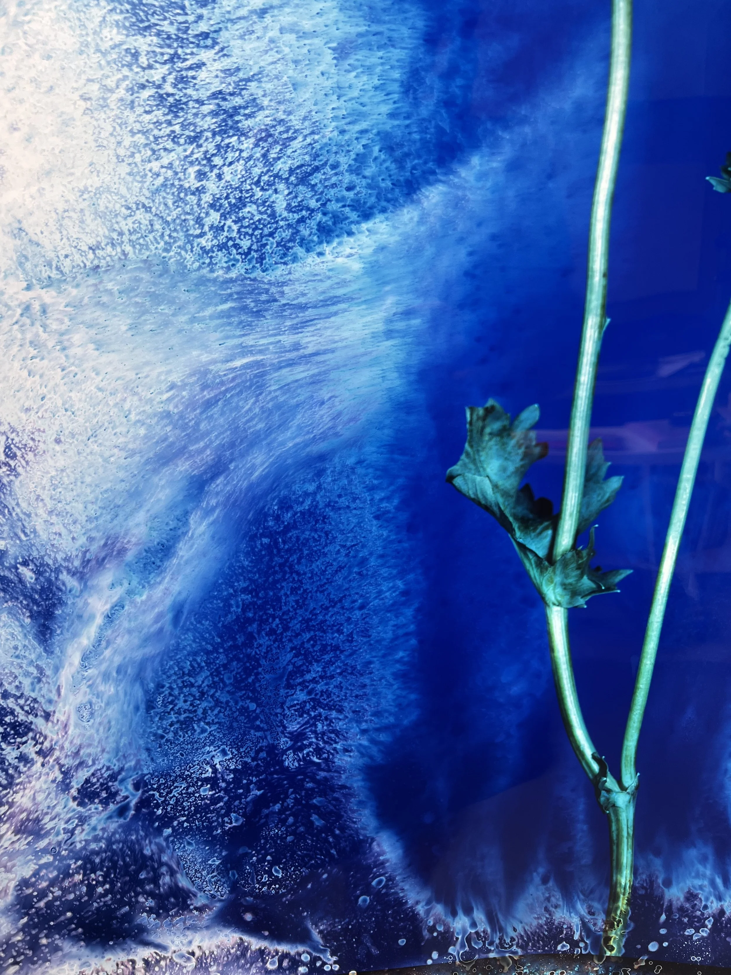 brendan_barry_flowers_camera_obscura_20.jpeg