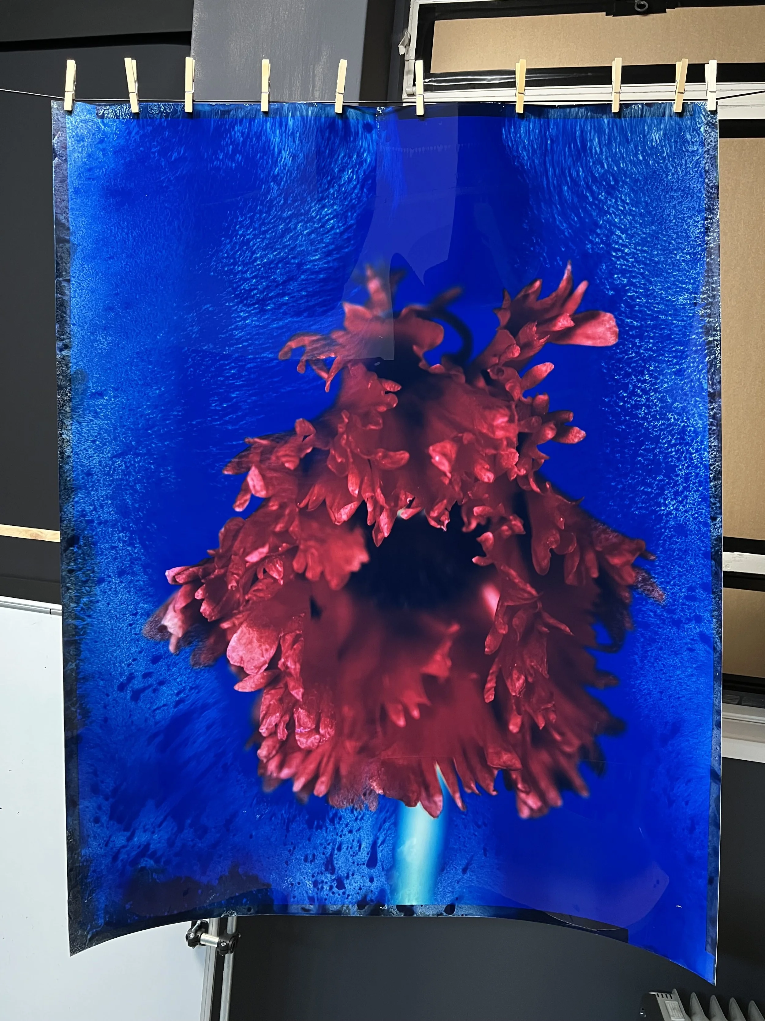 brendan_barry_flowers_camera_obscura_50b.jpeg
