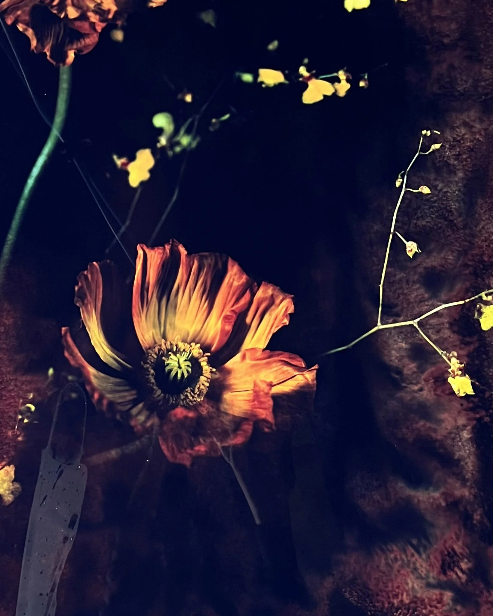brendan_barry_flowers_camera_obscura_03.jpeg