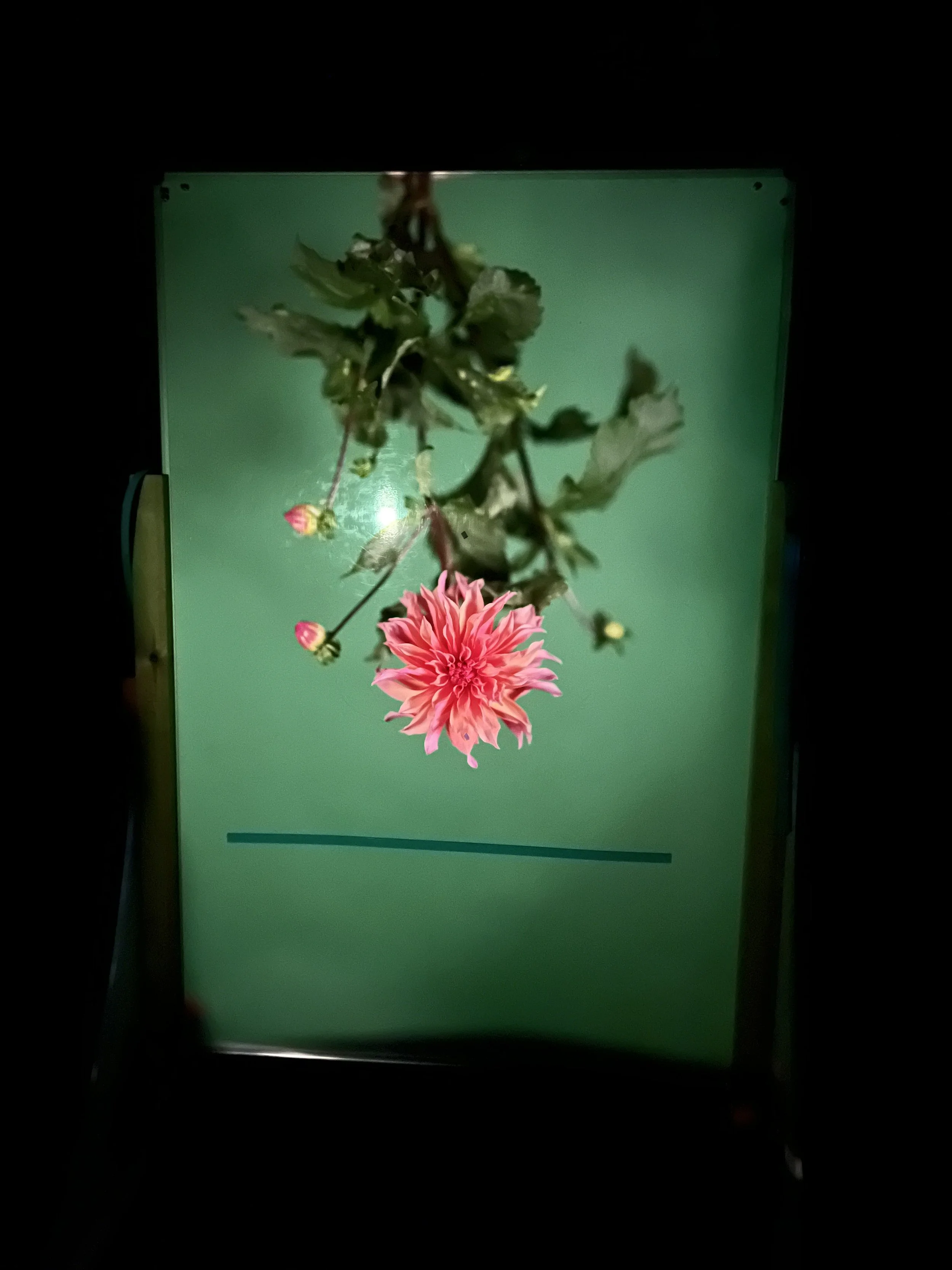 brendan_barry_flowers_camera_obscura_25.jpeg