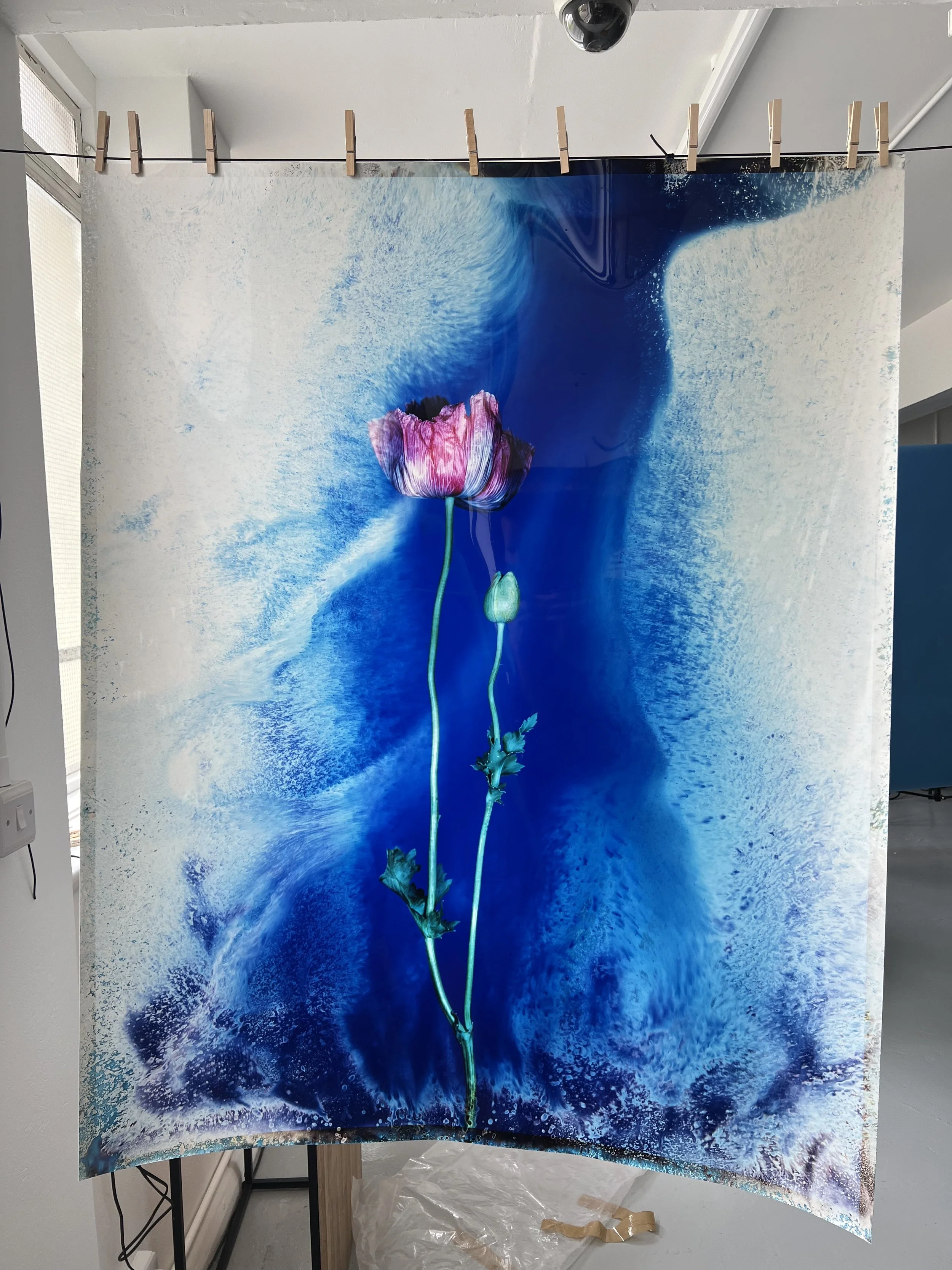brendan_barry_flowers_camera_obscura_16.jpeg