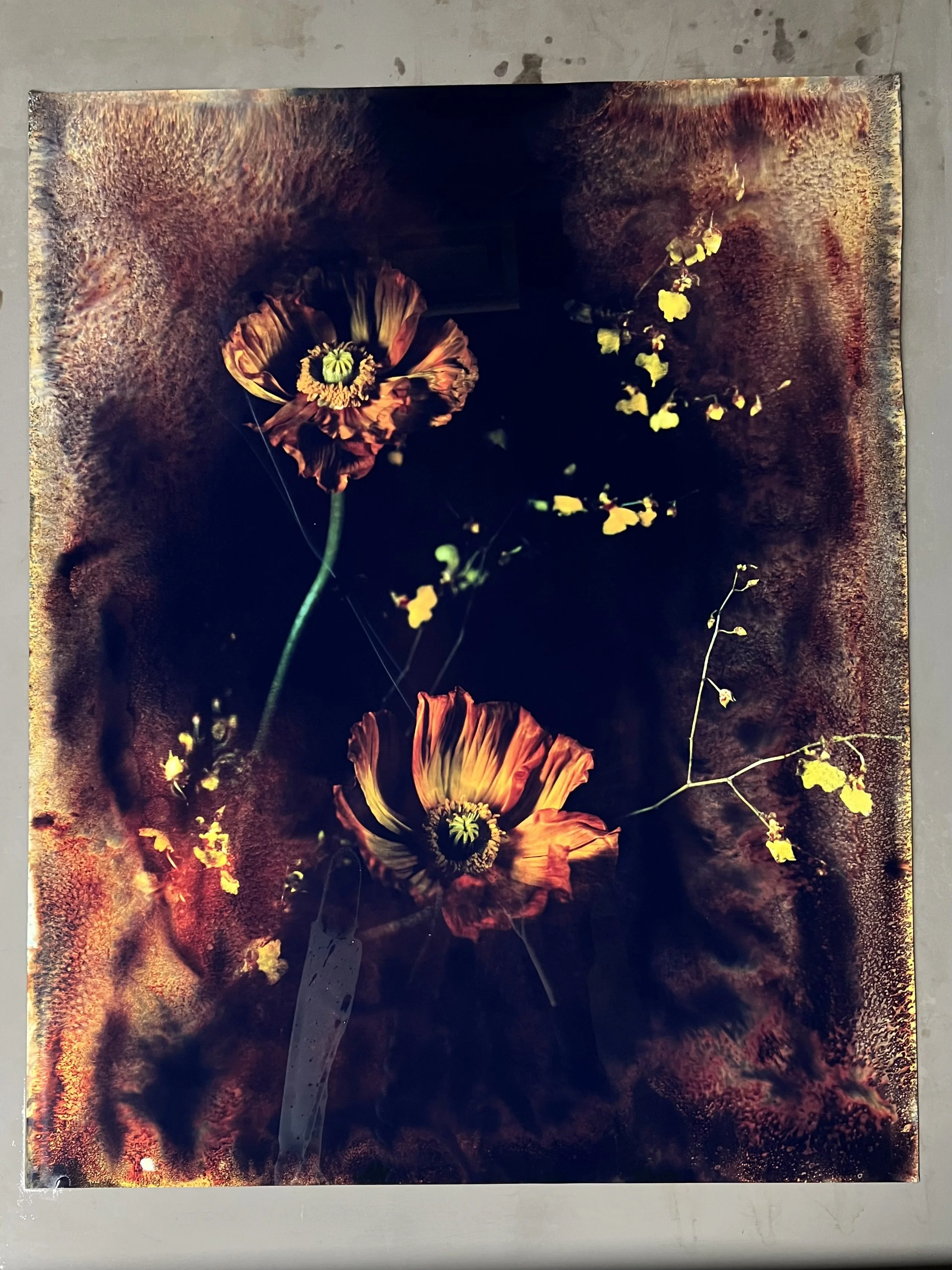 brendan_barry_flowers_camera_obscura_01.jpeg