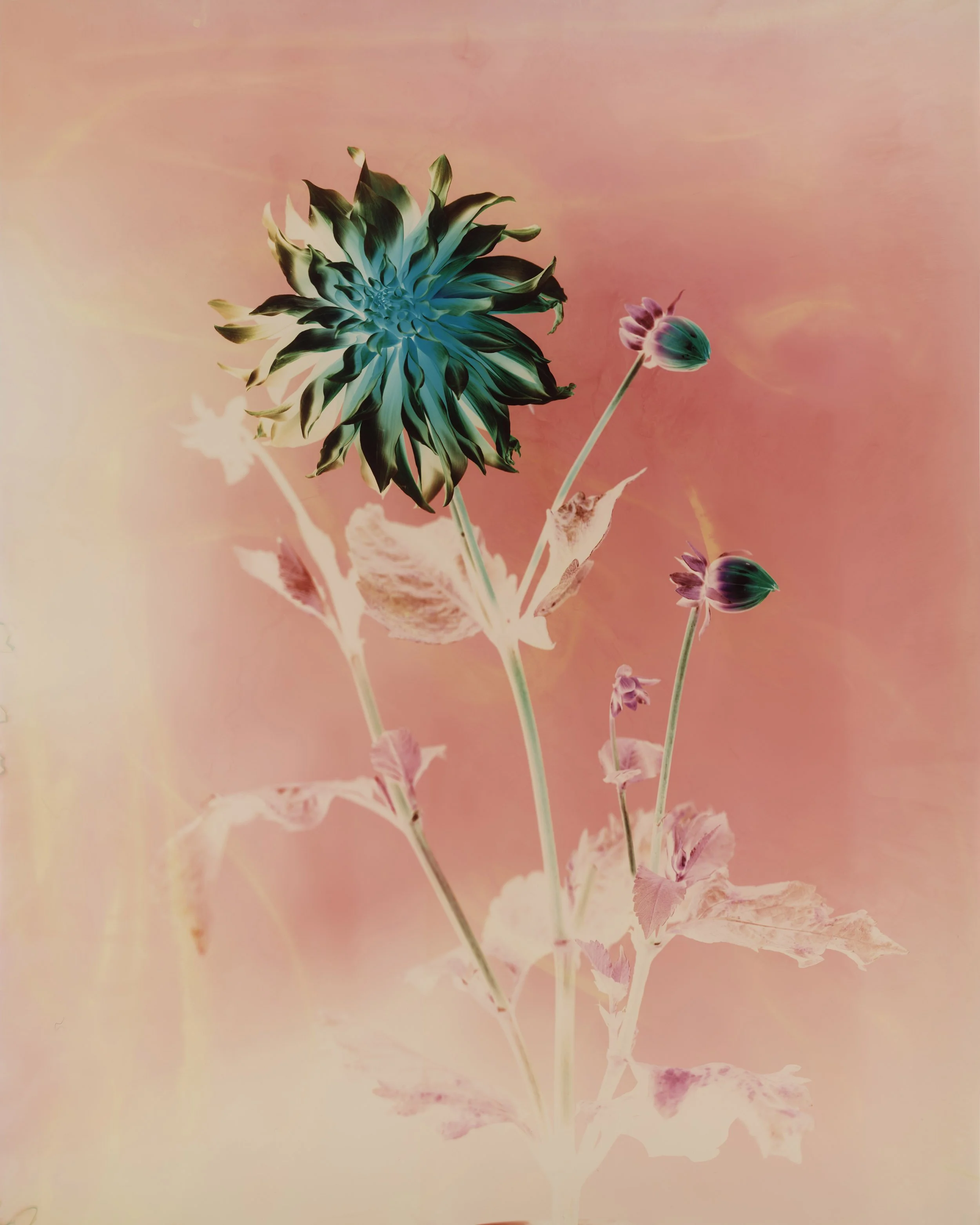 brendan_barry_flowers_camera_obscura_13.jpg