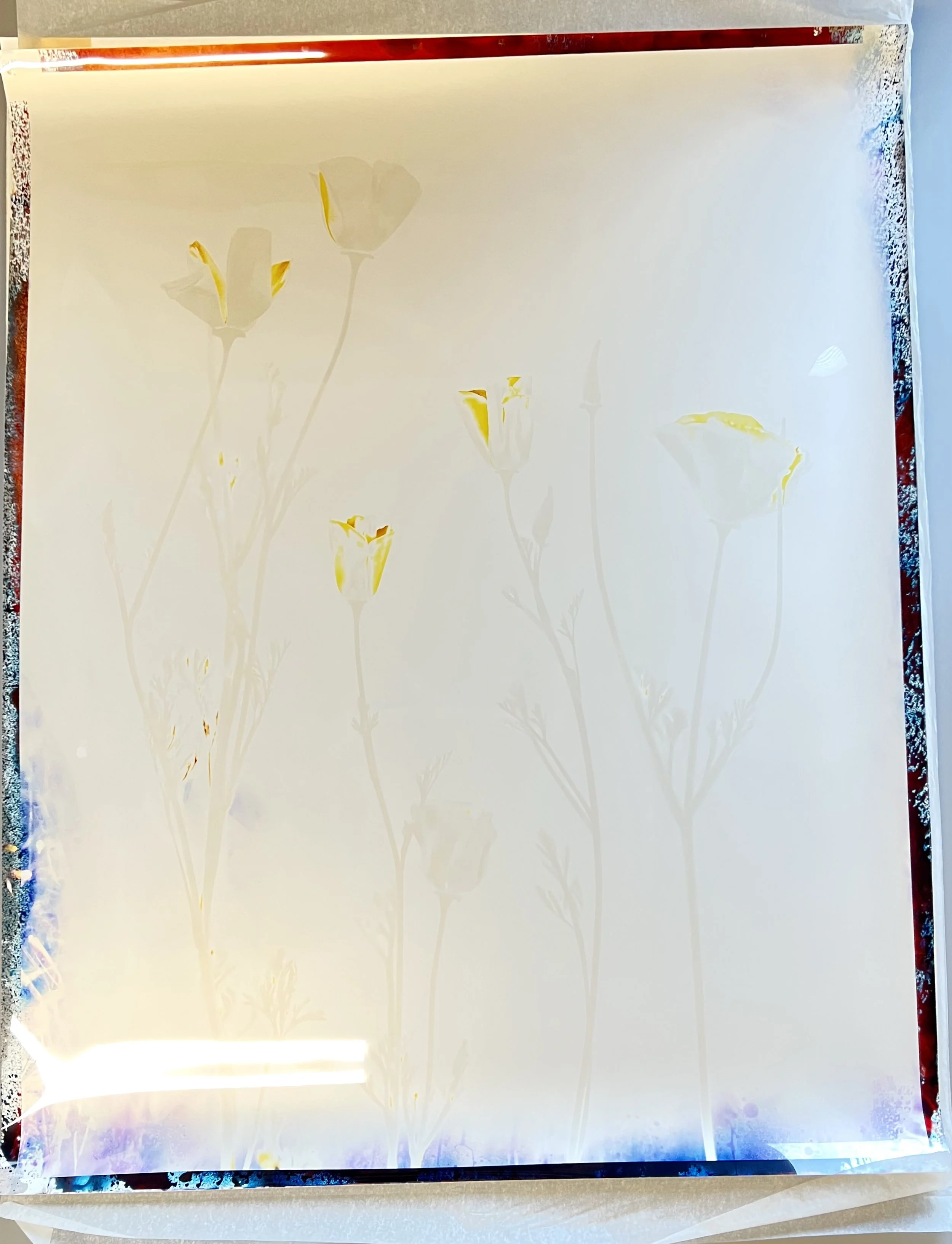 brendan_barry_flowers_camera_obscura_49.jpeg