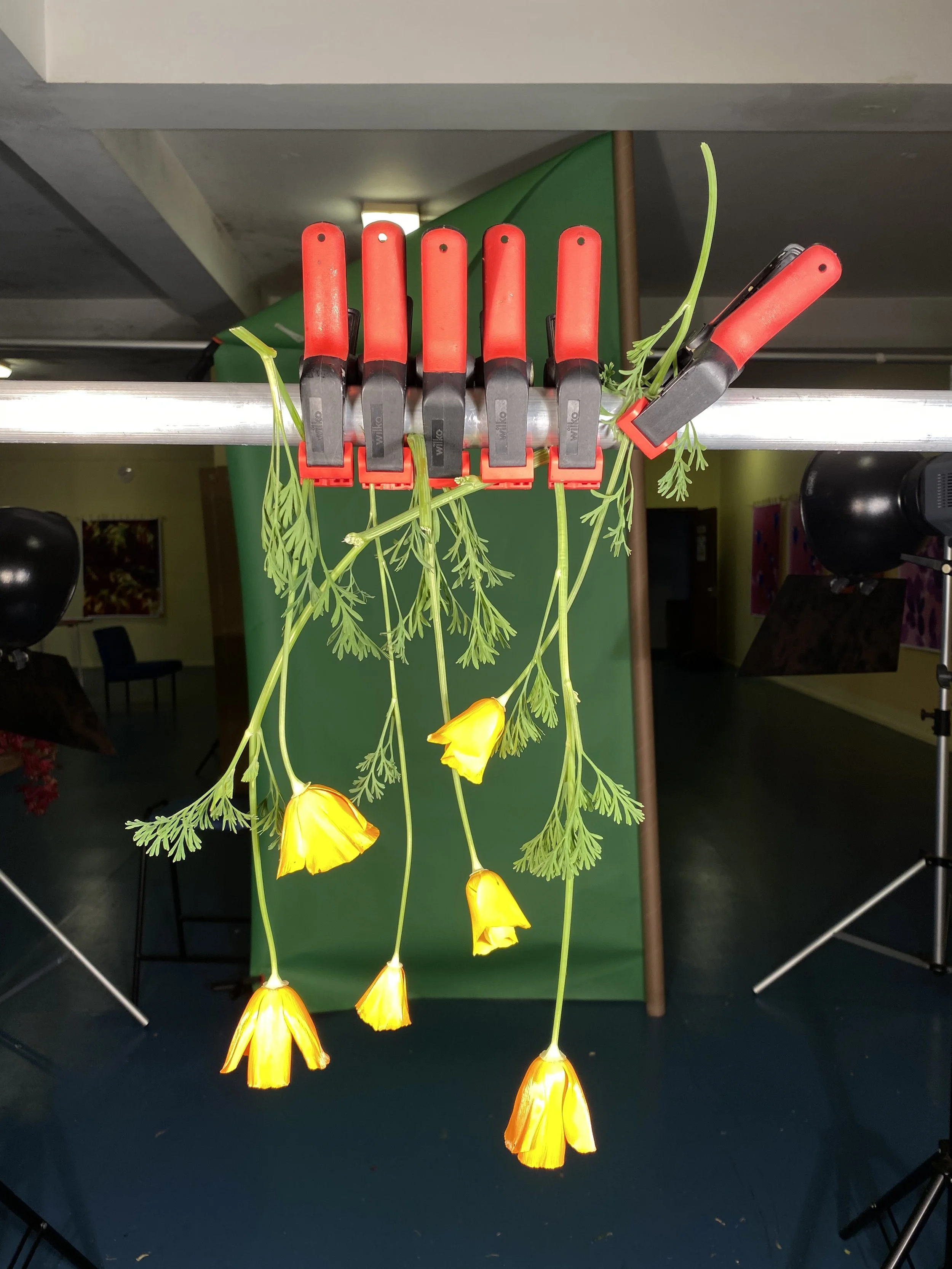brendan_barry_flowers_camera_obscura_36.jpeg