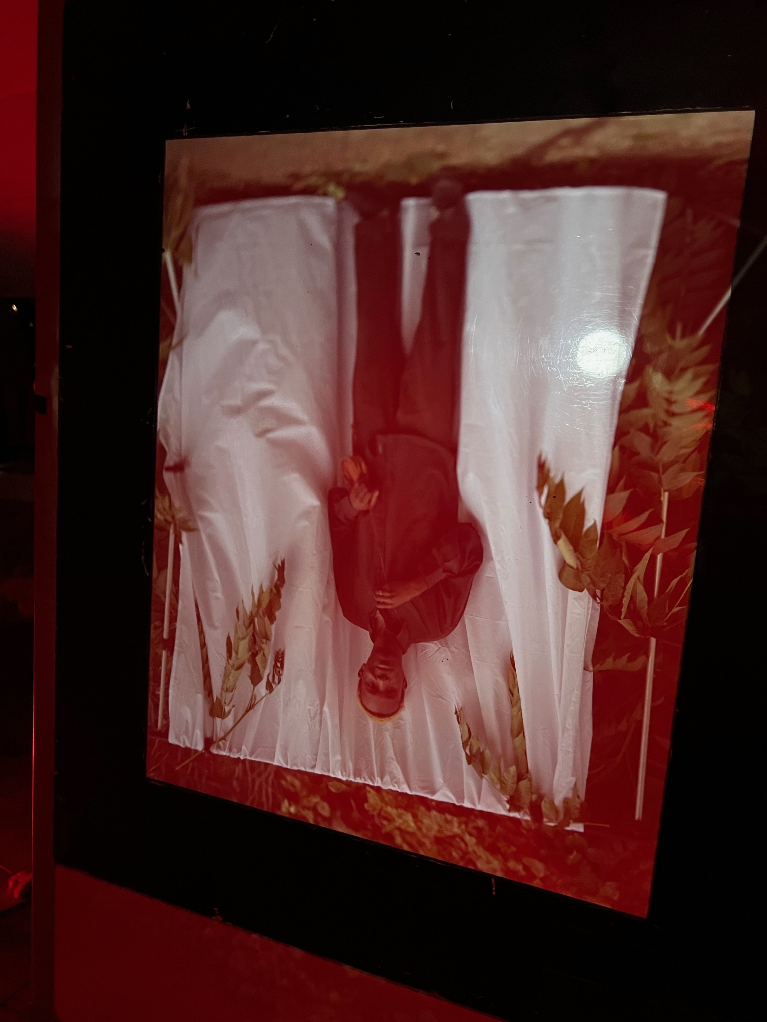 IMG_6316.jpeg