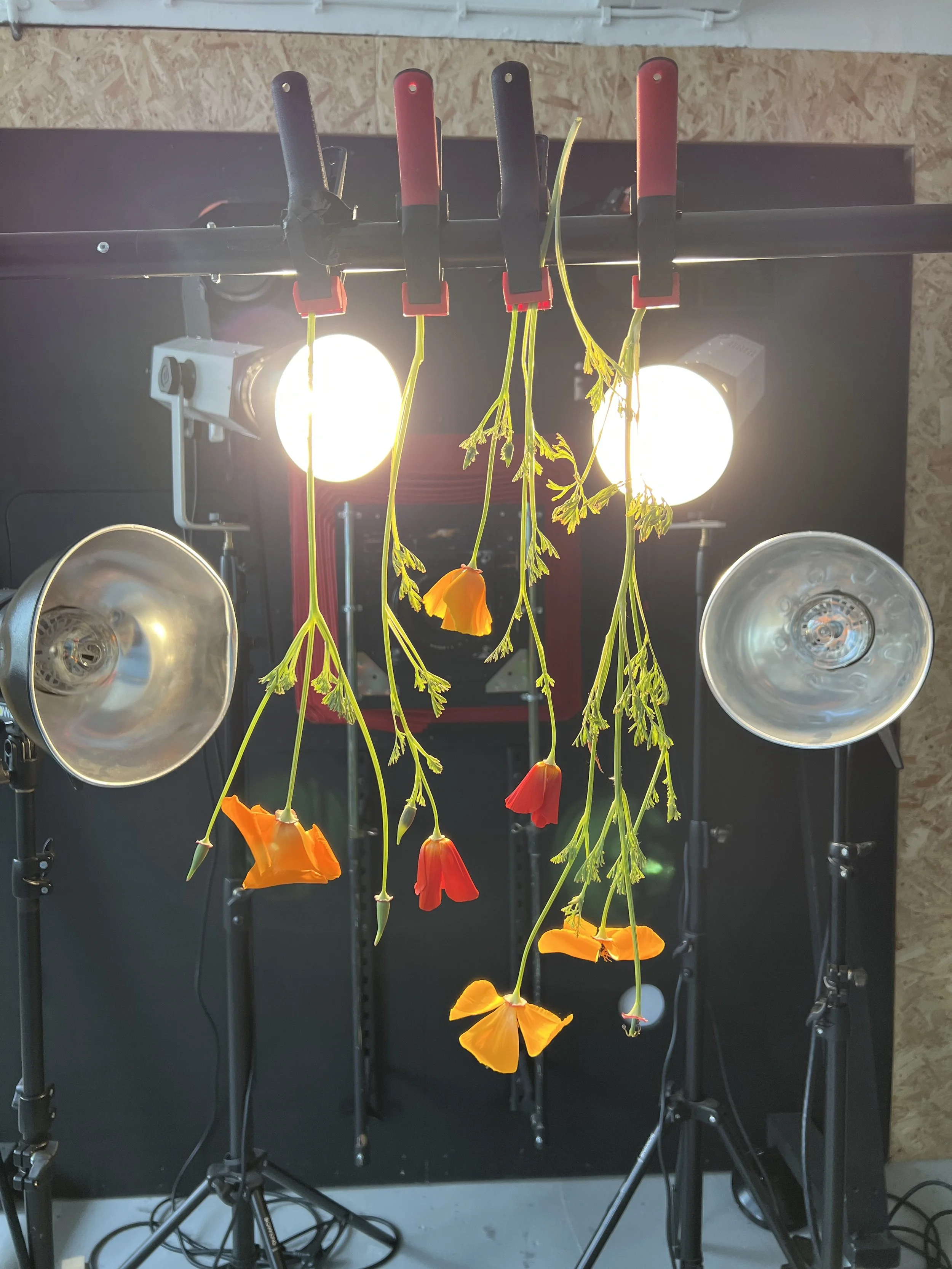 brendan_barry_flowers_camera_obscura_27.jpeg
