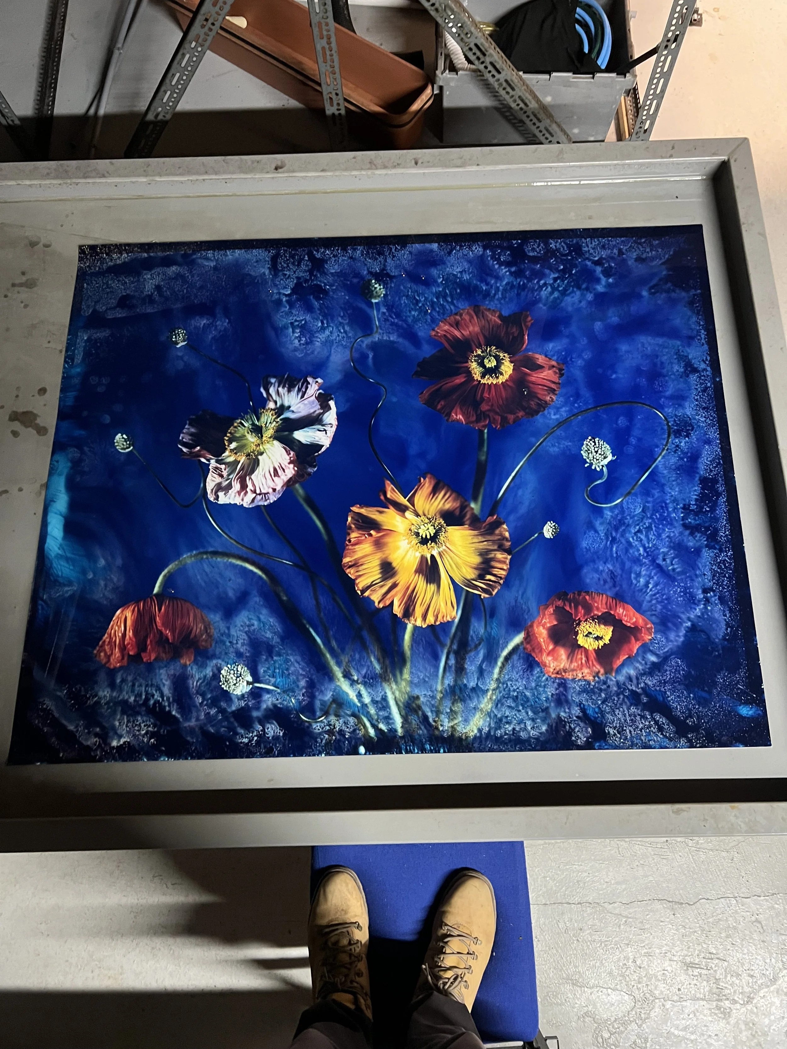 brendan_barry_flowers_camera_obscura_08.jpeg