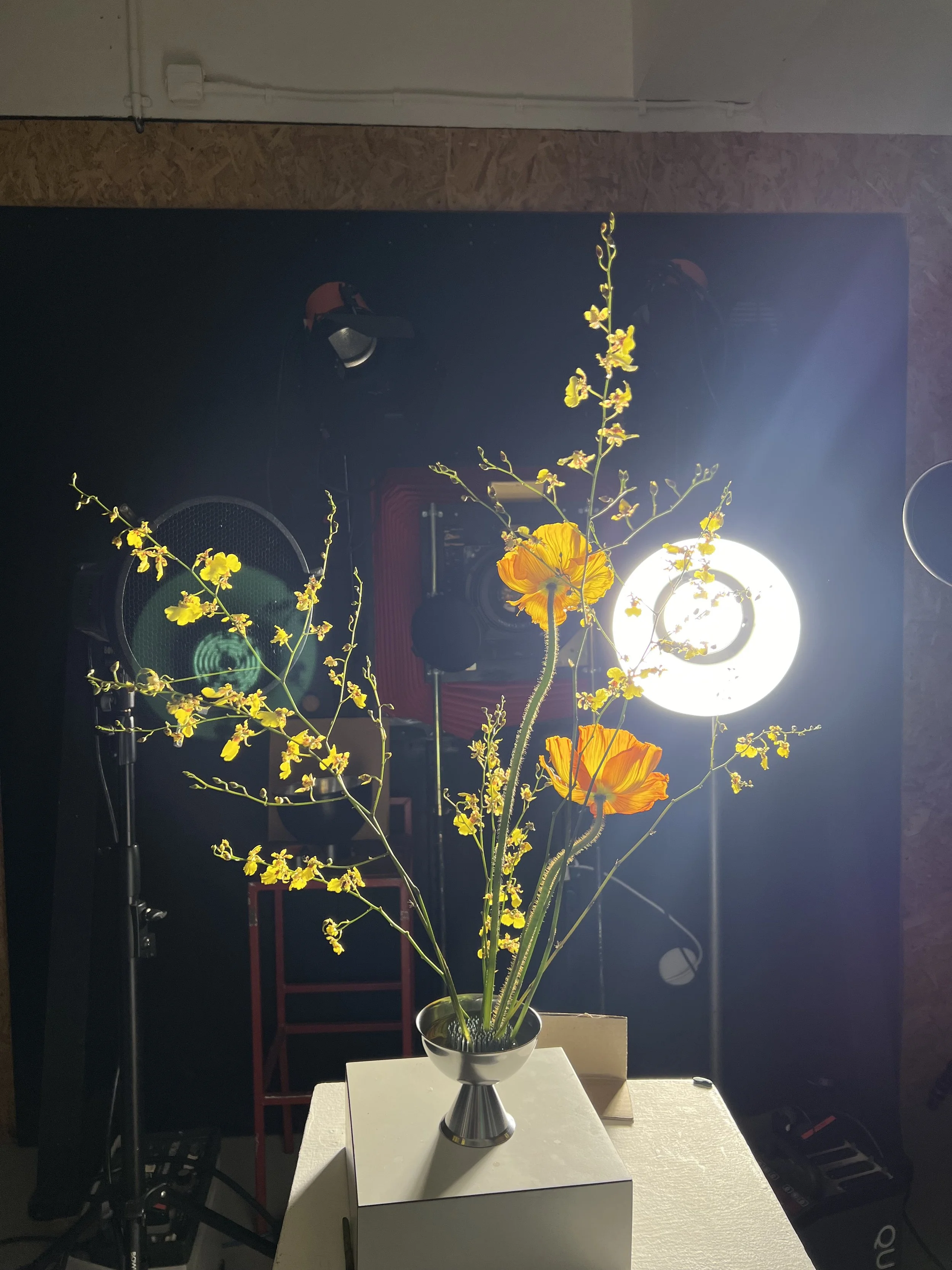 brendan_barry_flowers_camera_obscura_02.jpeg