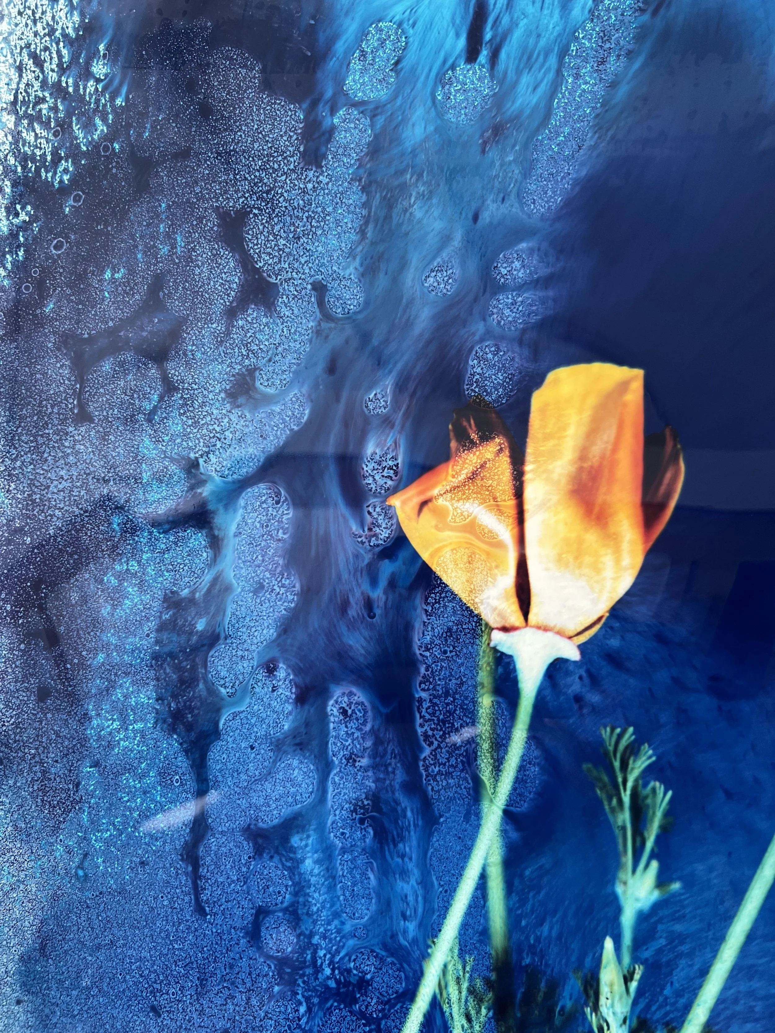brendan_barry_flowers_camera_obscura_29.jpeg