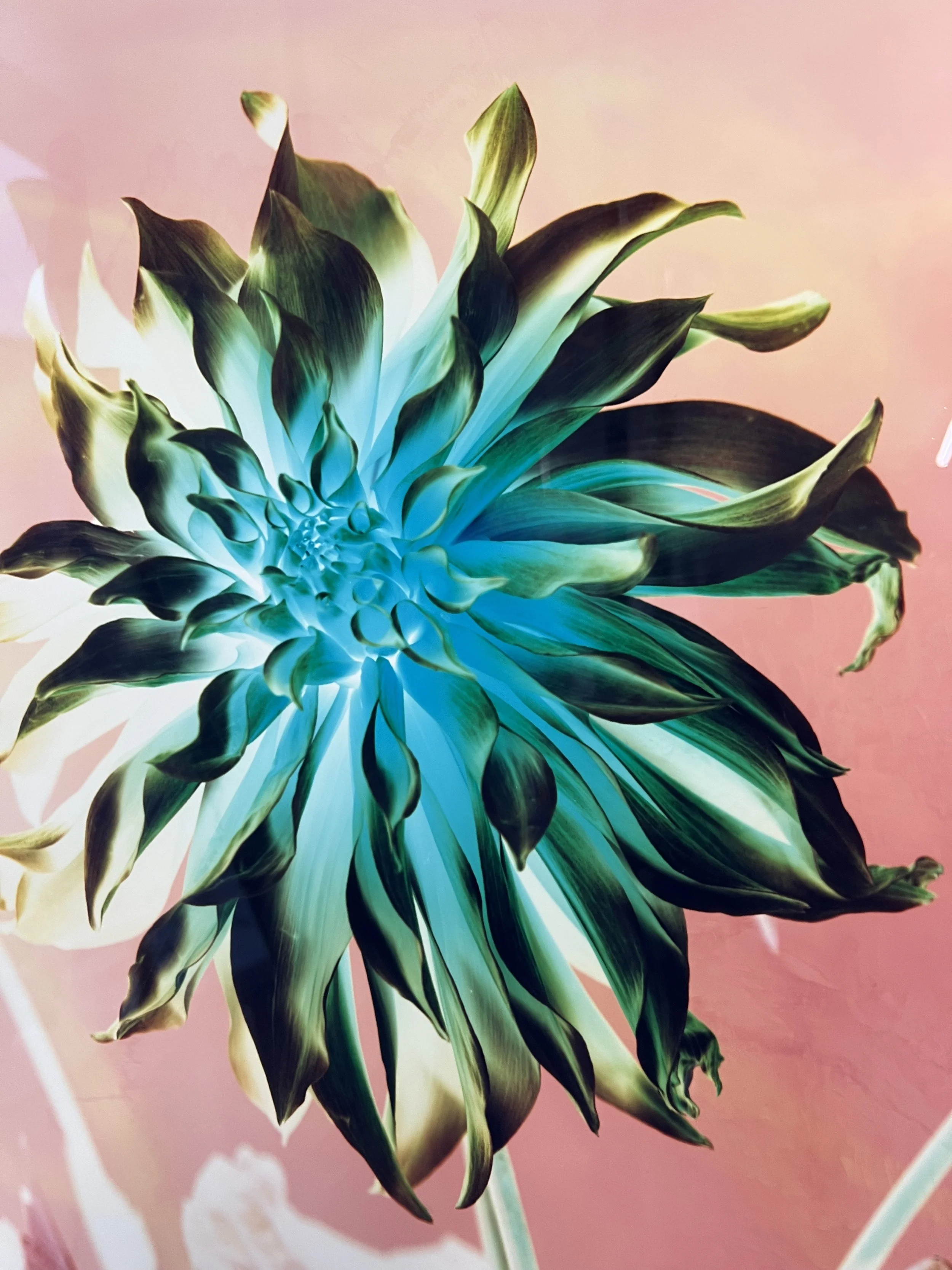 brendan_barry_flowers_camera_obscura_15.jpeg