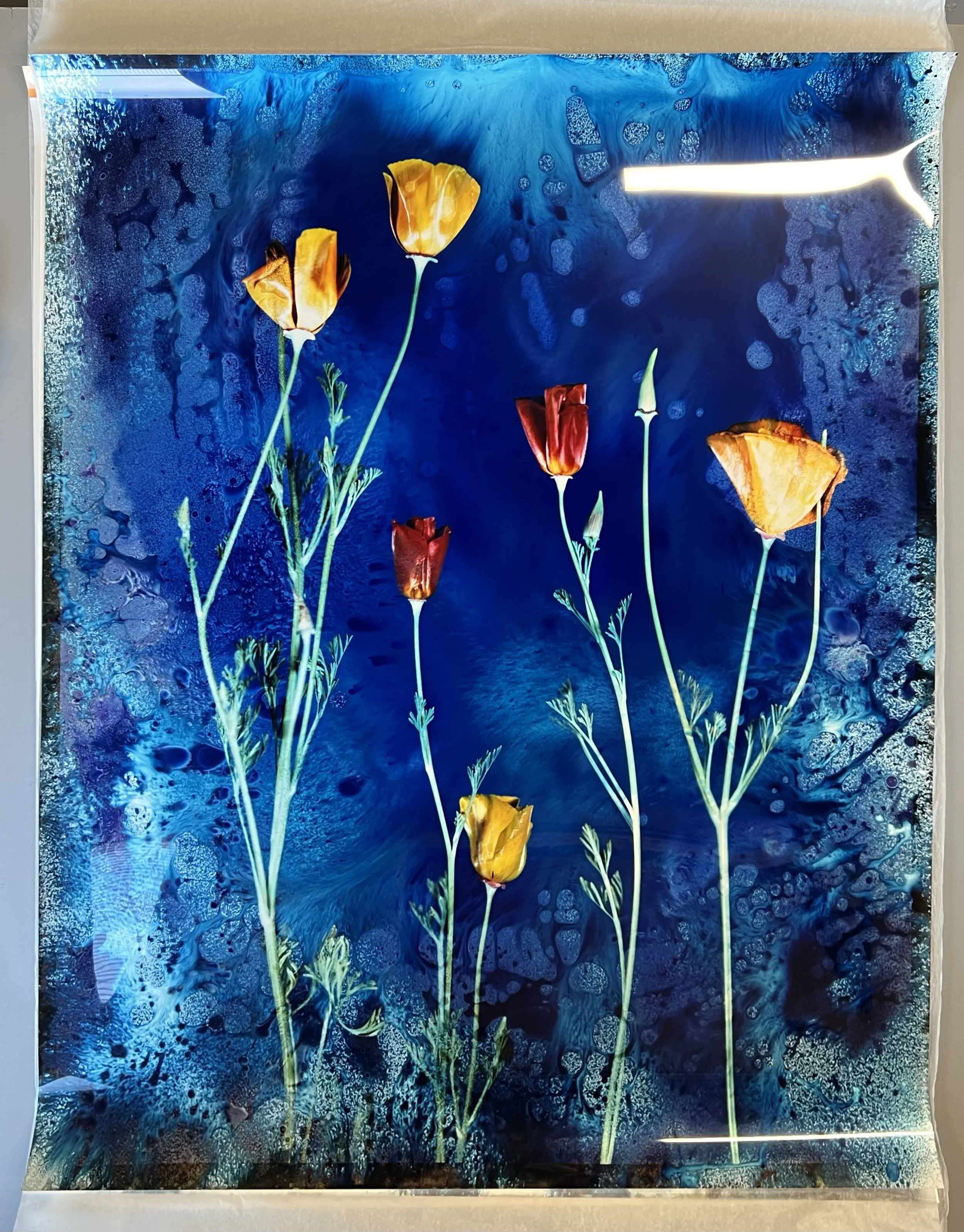 brendan_barry_flowers_camera_obscura_28.jpeg