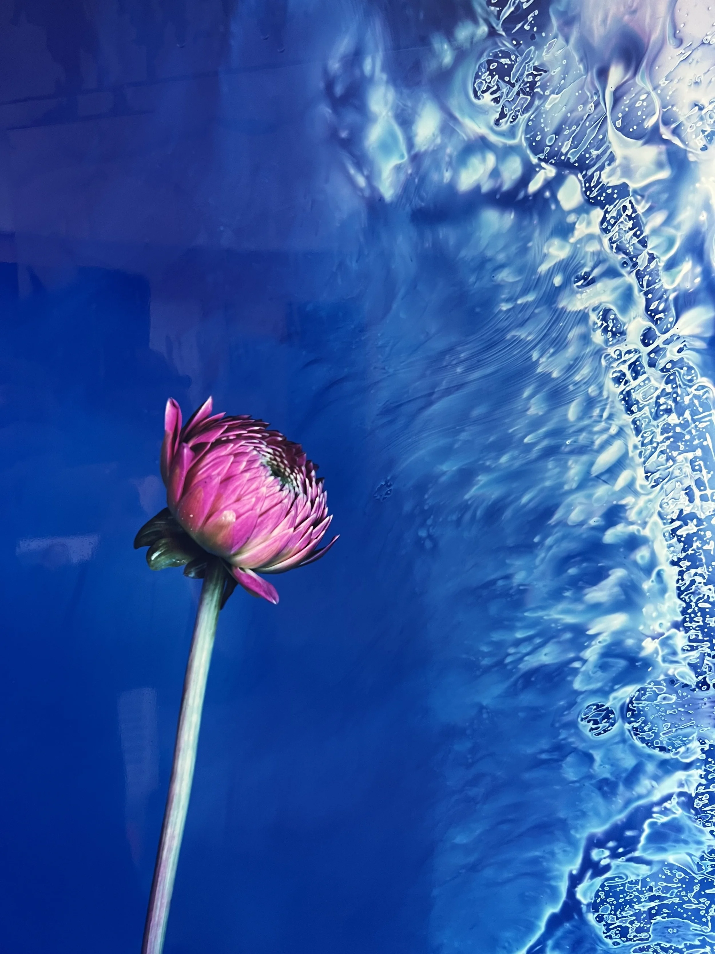 brendan_barry_flowers_camera_obscura_46.jpeg