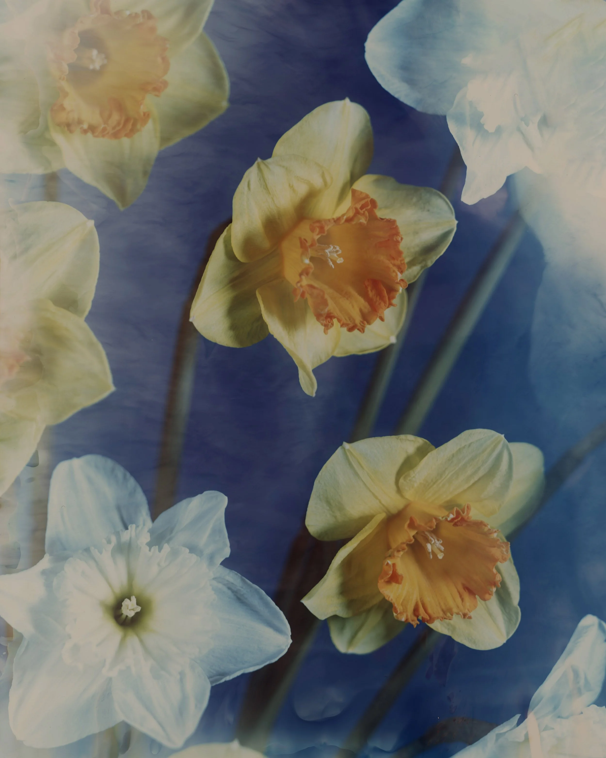 brendan_barry_flowers_camera_obscura_59.jpg