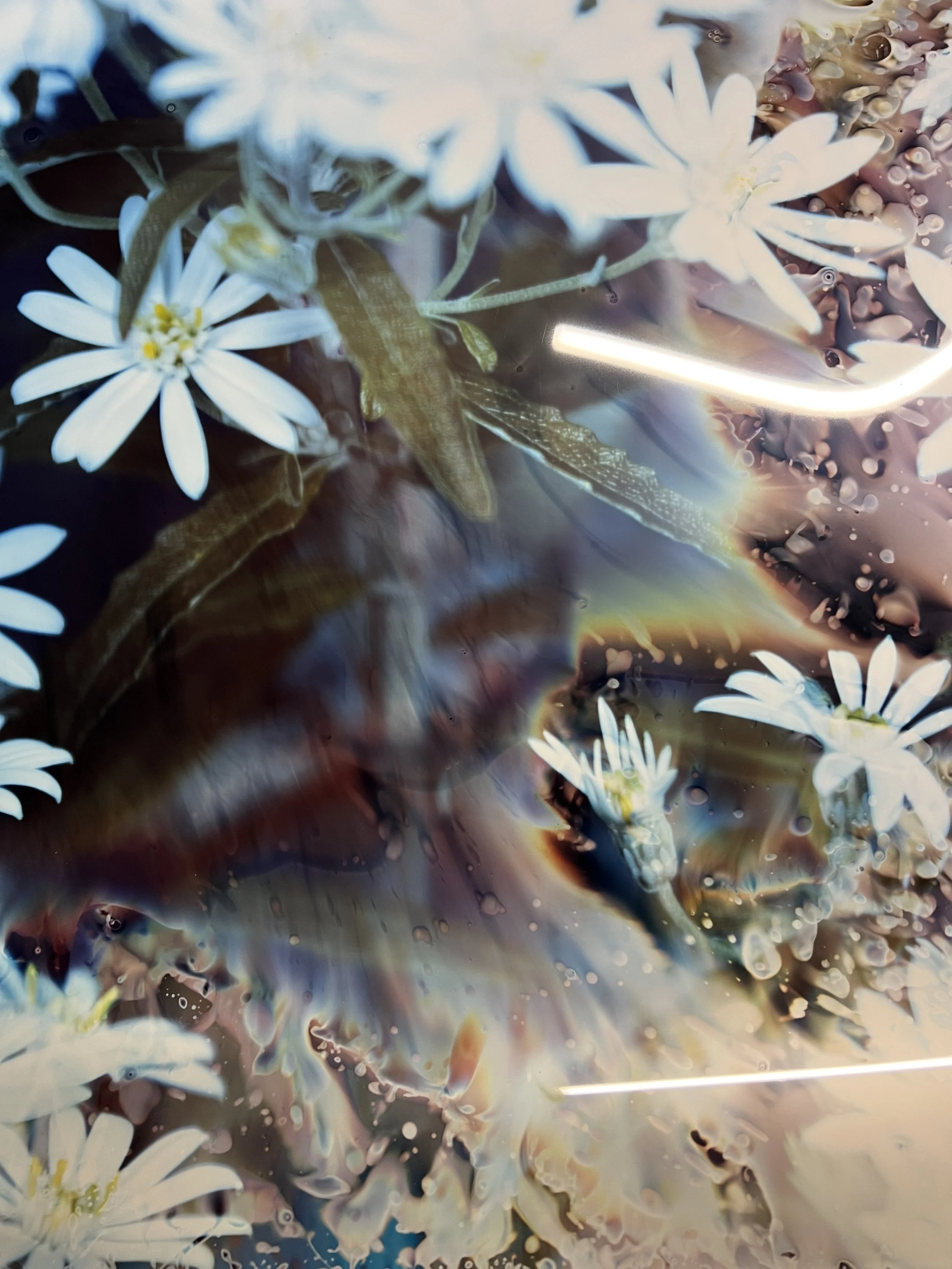 brendan_barry_flowers_camera_obscura_32.jpeg