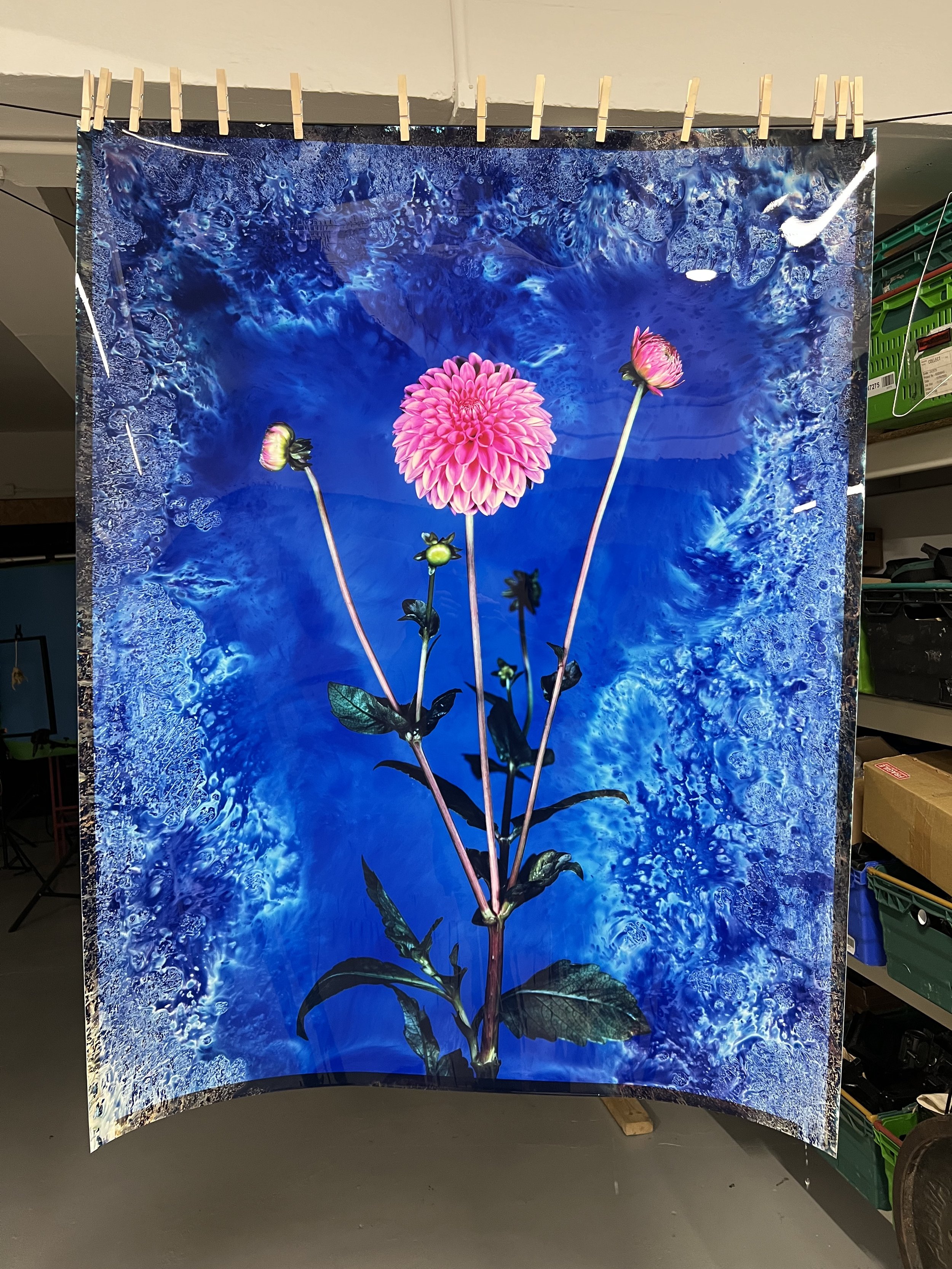brendan_barry_flowers_camera_obscura_48.jpeg