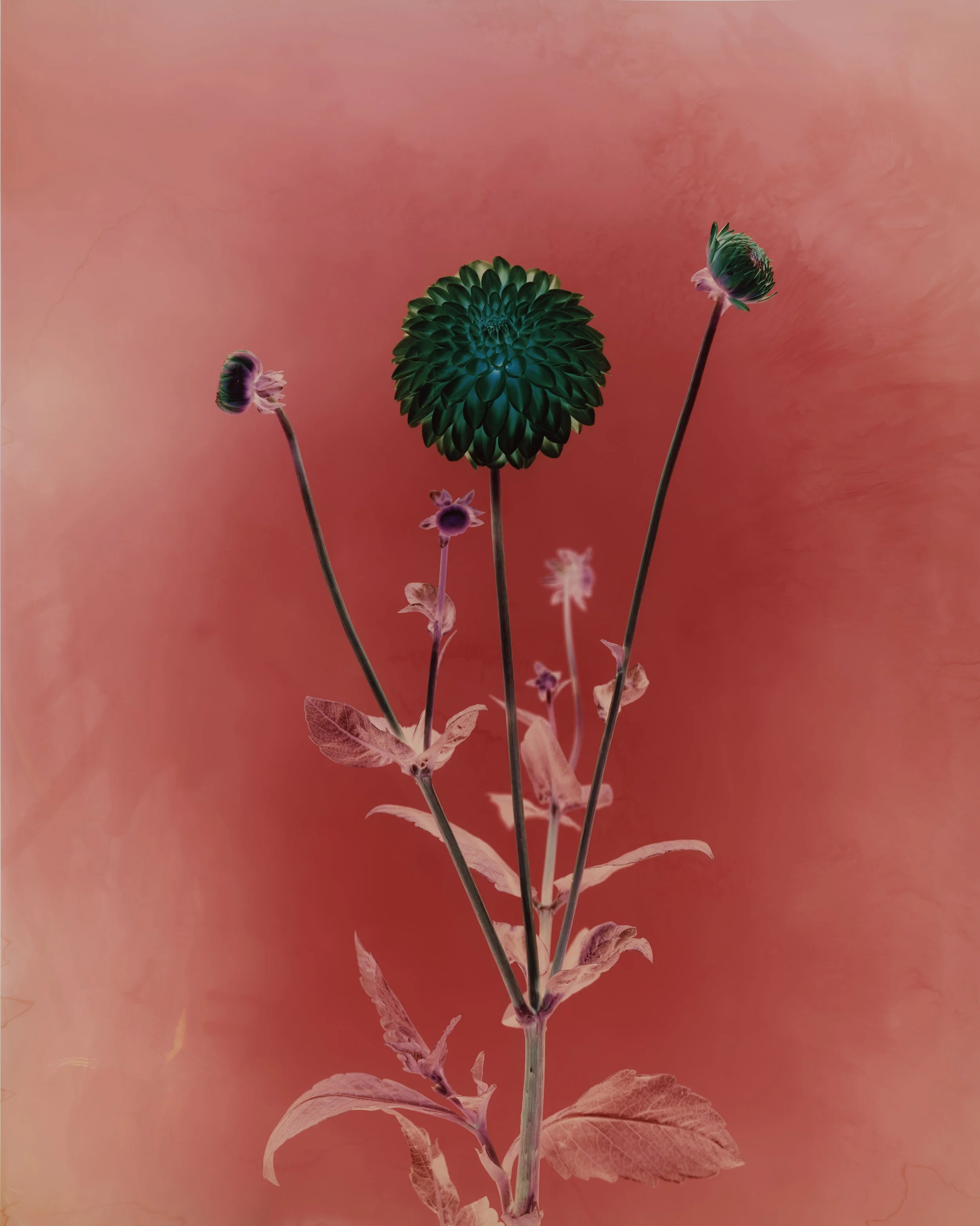 brendan_barry_flowers_camera_obscura_63.jpg