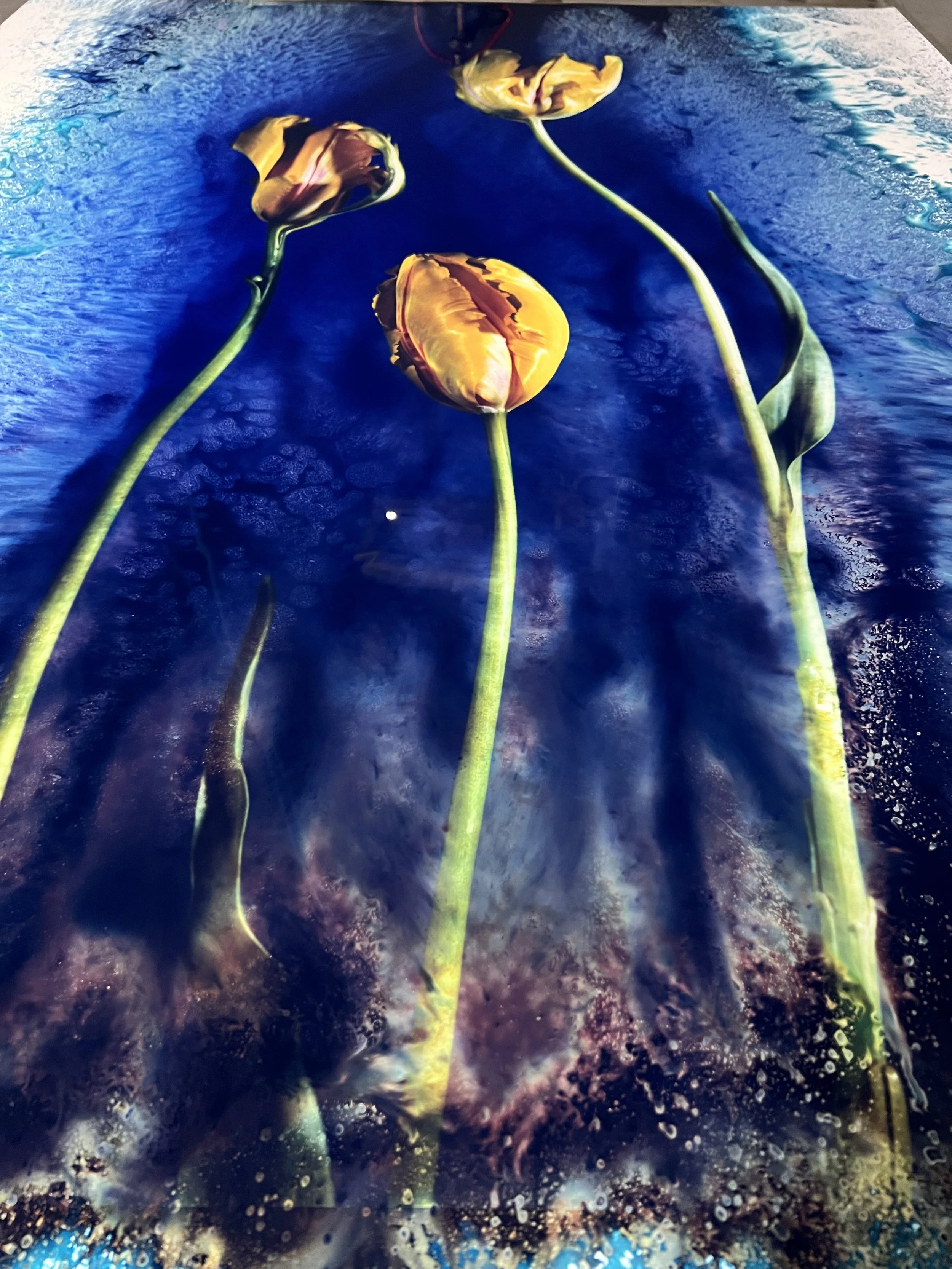 brendan_barry_flowers_camera_obscura_39.jpeg