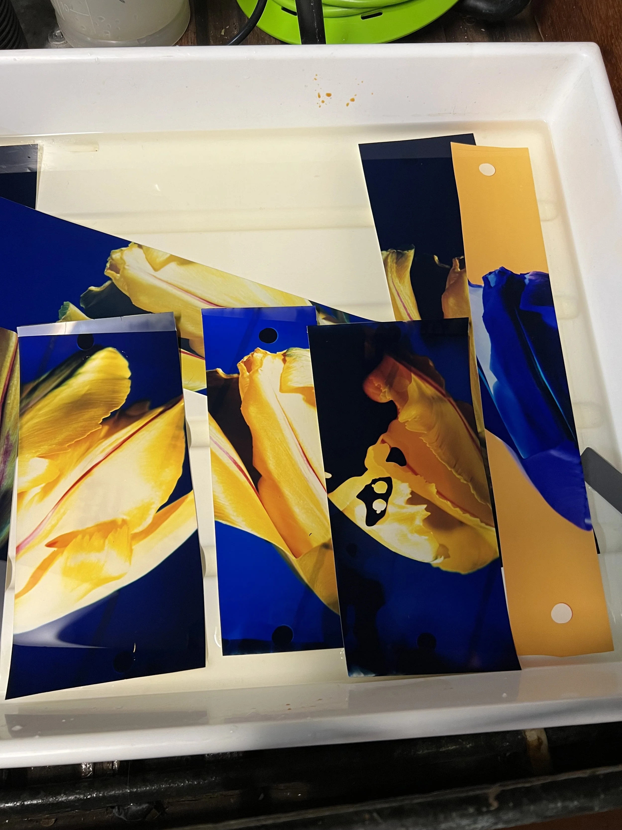 brendan_barry_flowers_camera_obscura_41.jpeg