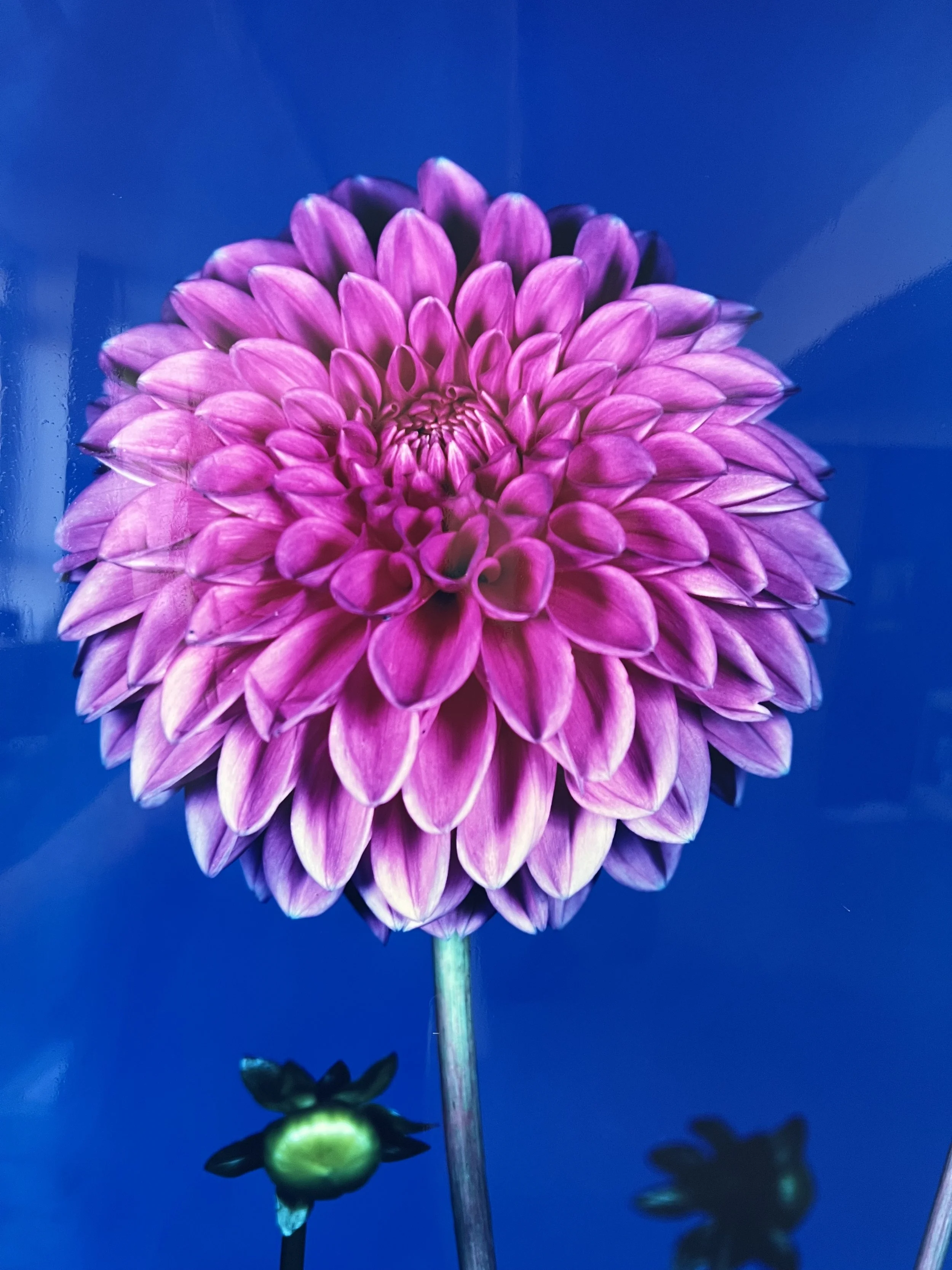 brendan_barry_flowers_camera_obscura_50.jpeg