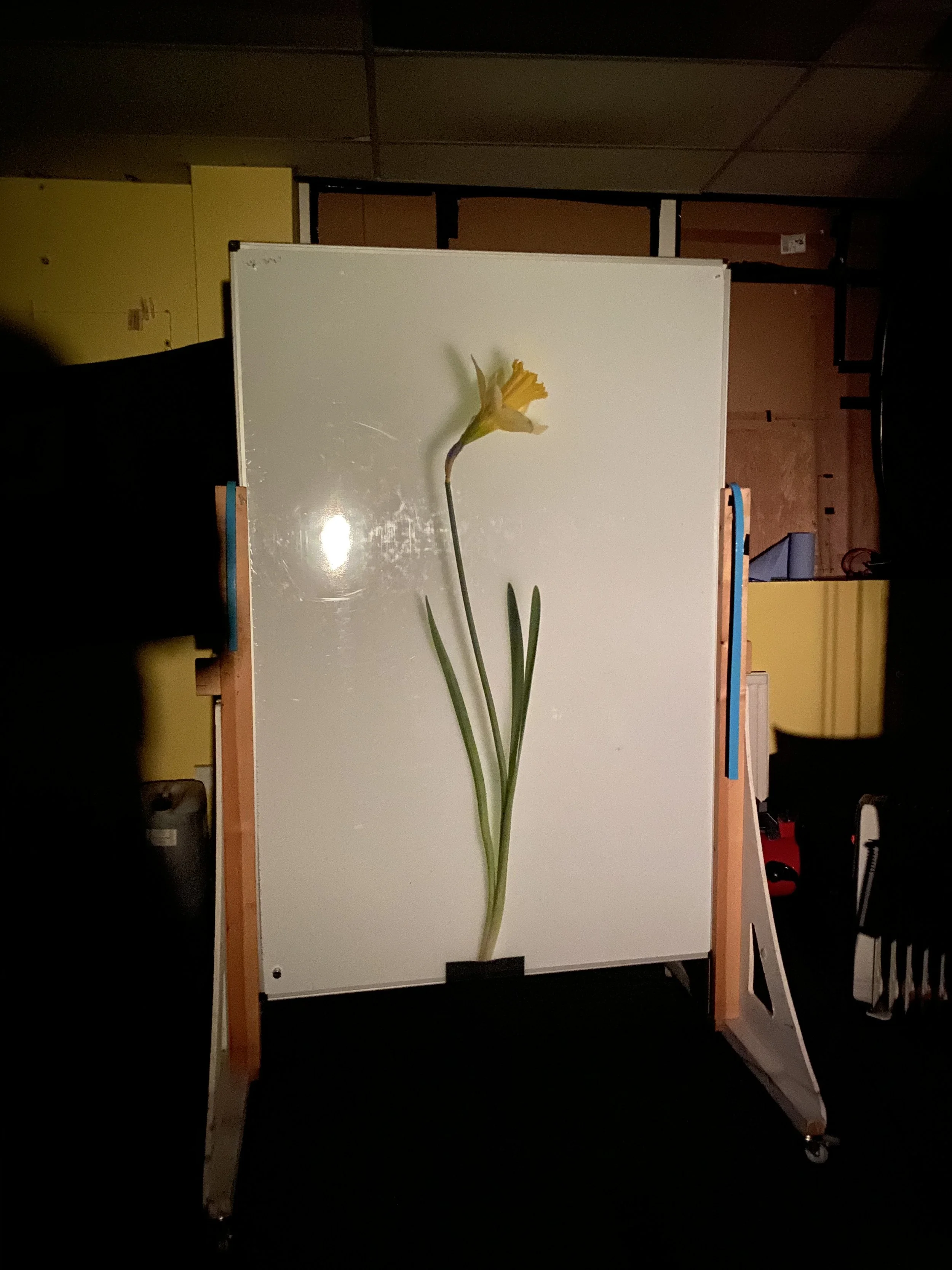 brendan_barry_flowers_camera_obscura_53.jpeg
