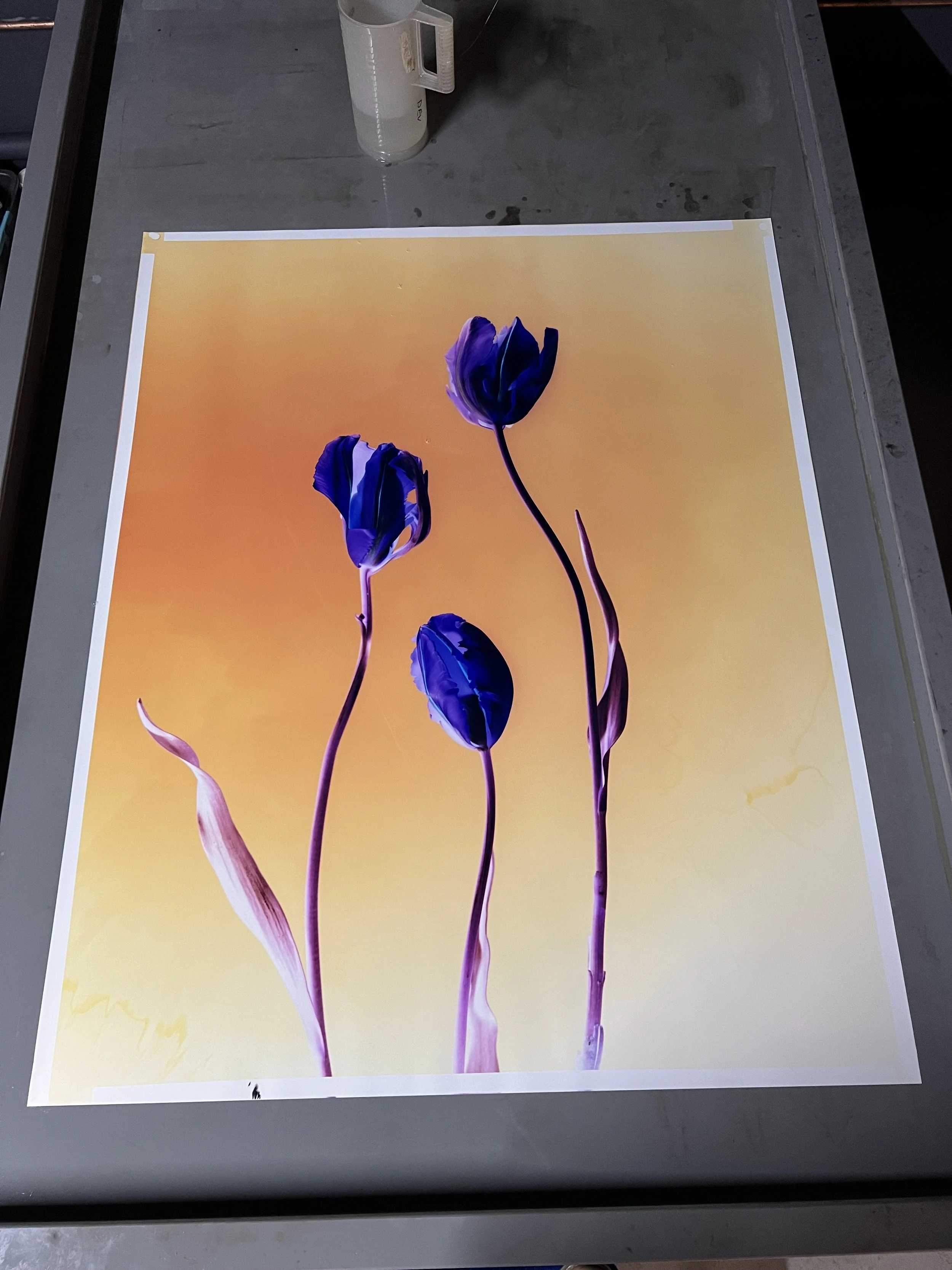 brendan_barry_flowers_camera_obscura_51.jpeg