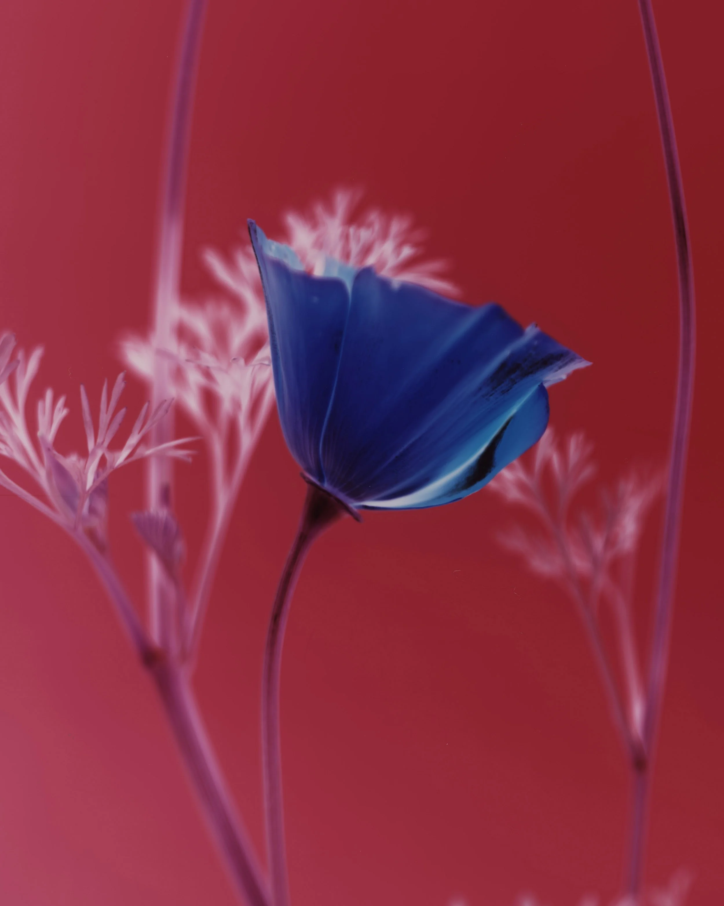 brendan_barry_flowers_camera_obscura_38.jpg